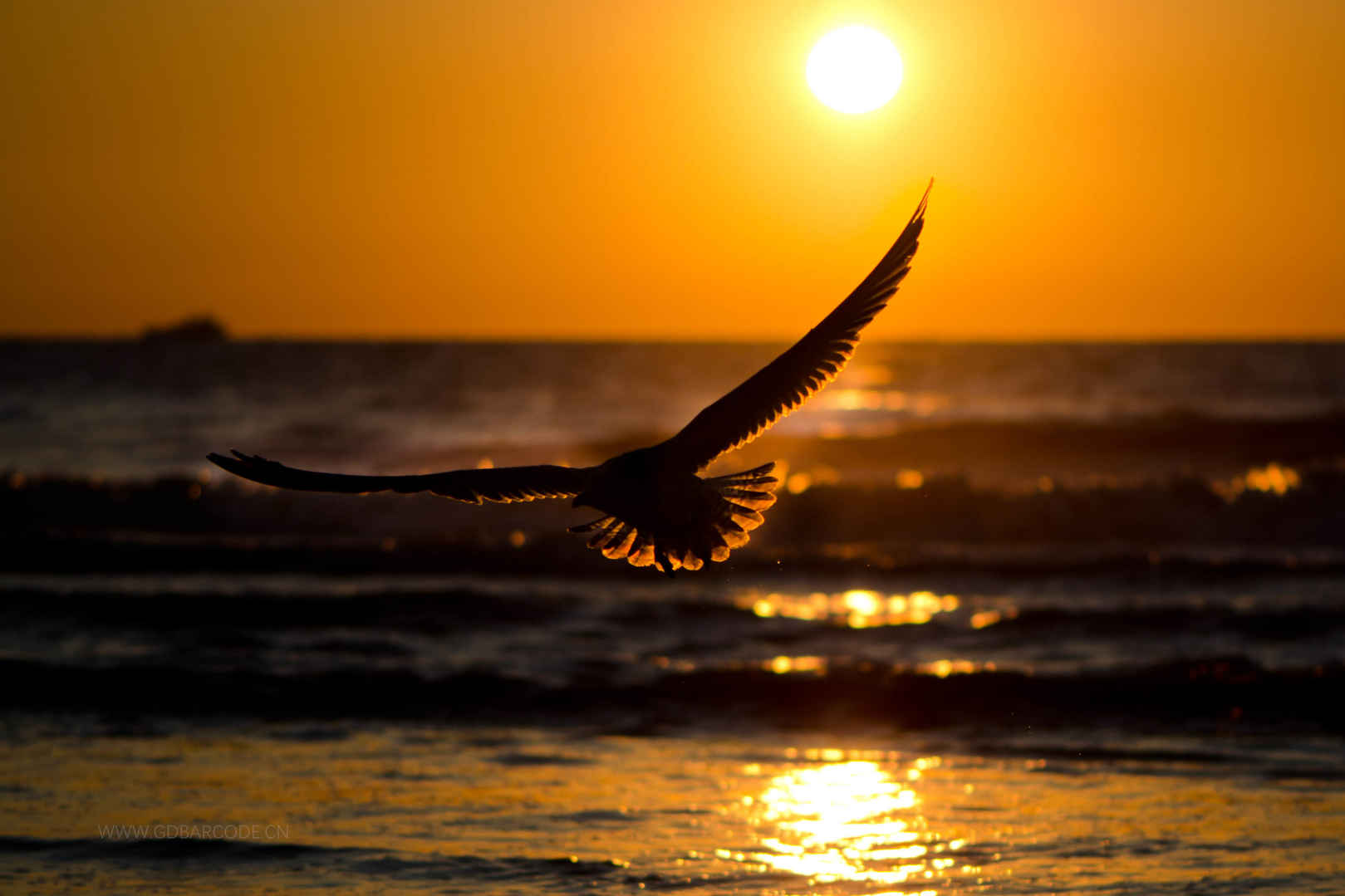 夕阳 鸟儿飞翔 大海 波浪 高清图片-