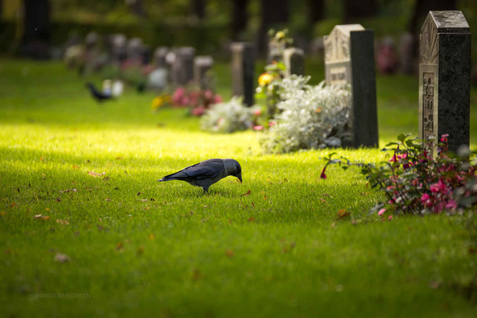 鸟,坟墓,鲜花,墓碑,风景图片