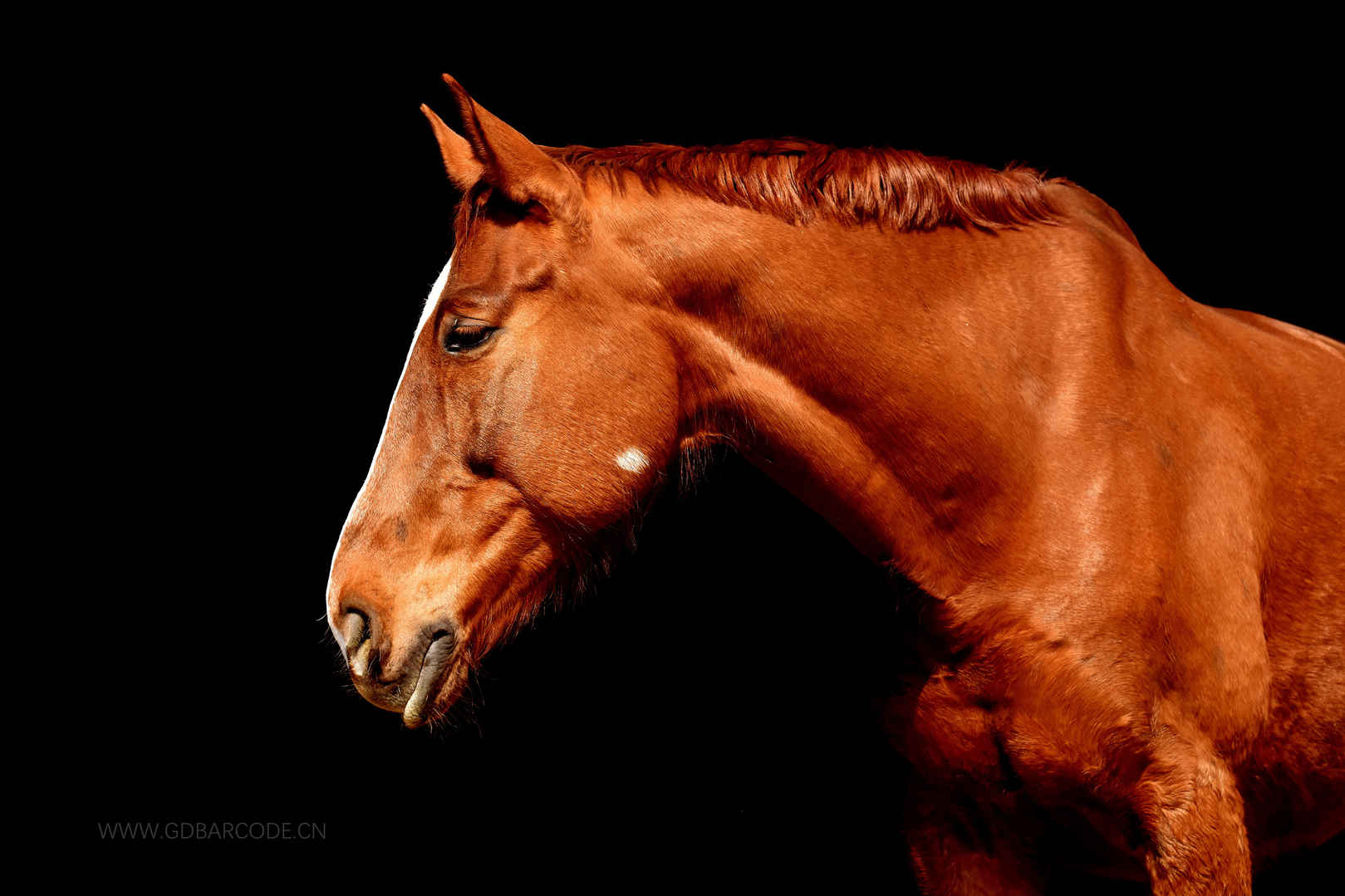 动物 野生动物摄影 美丽的马4k壁纸-