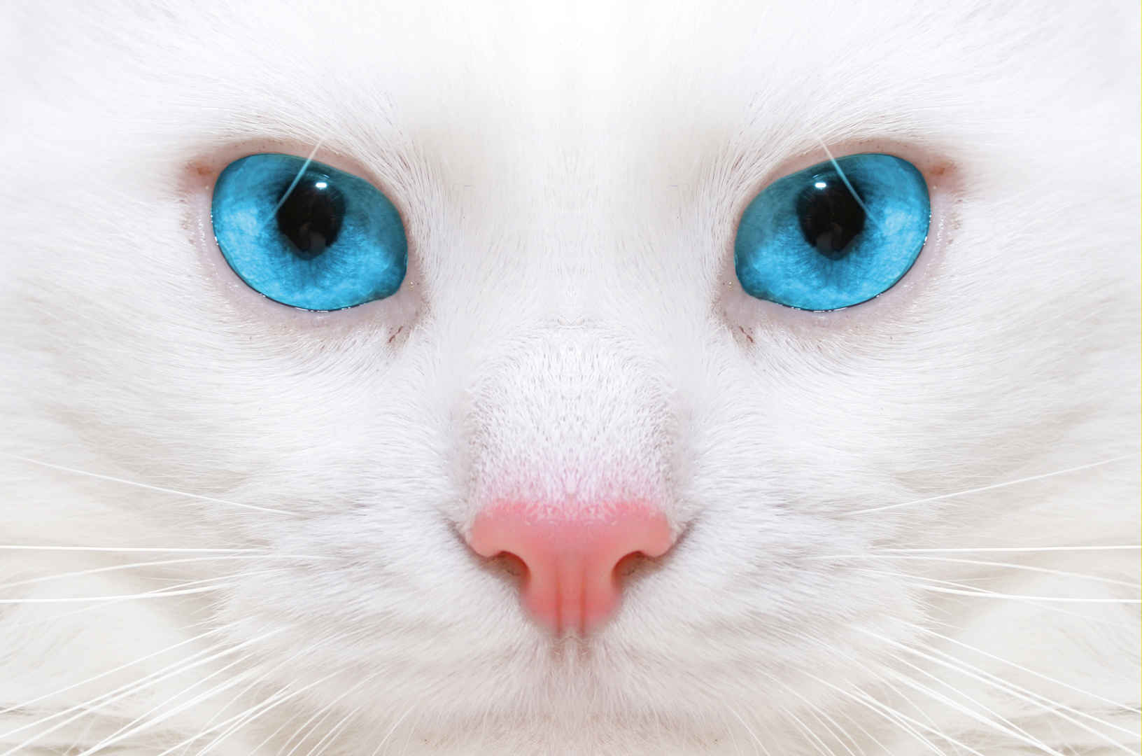 美丽的白猫,蓝色眼睛,高清图片