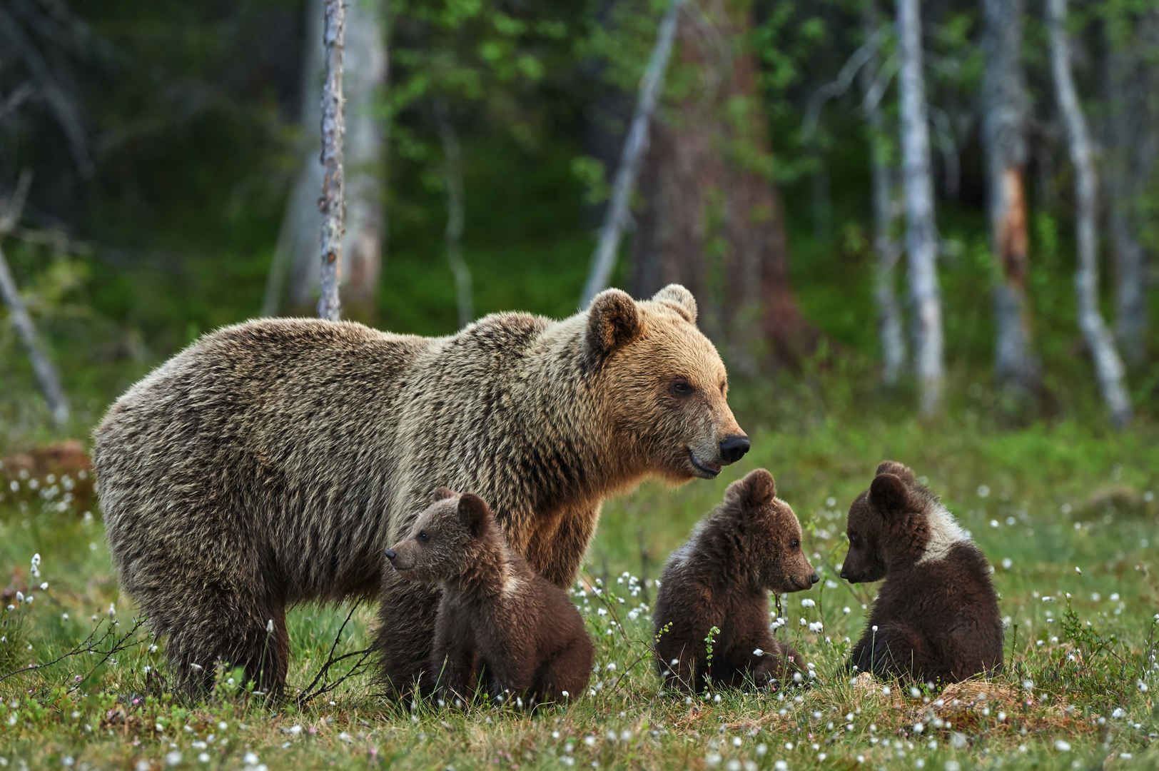 林间空地 可爱棕色熊妈妈和熊孩子们图片-