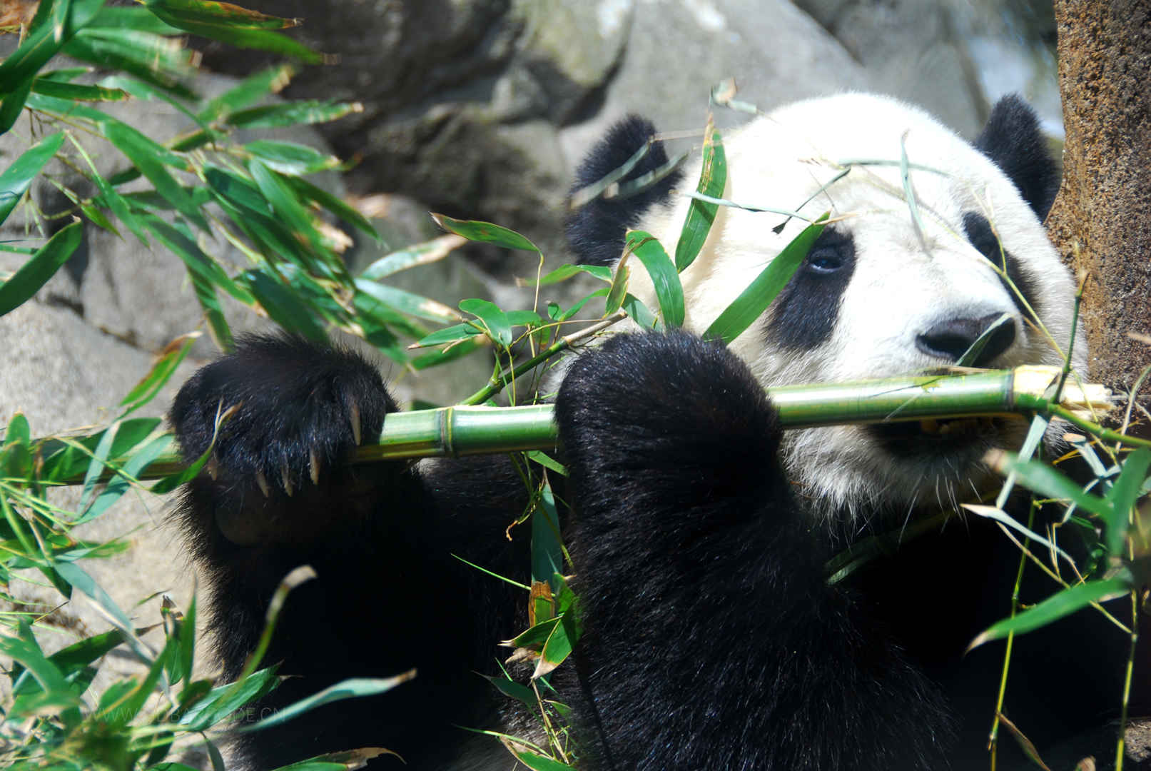 森林 动物 熊猫 竹 大熊猫图片-