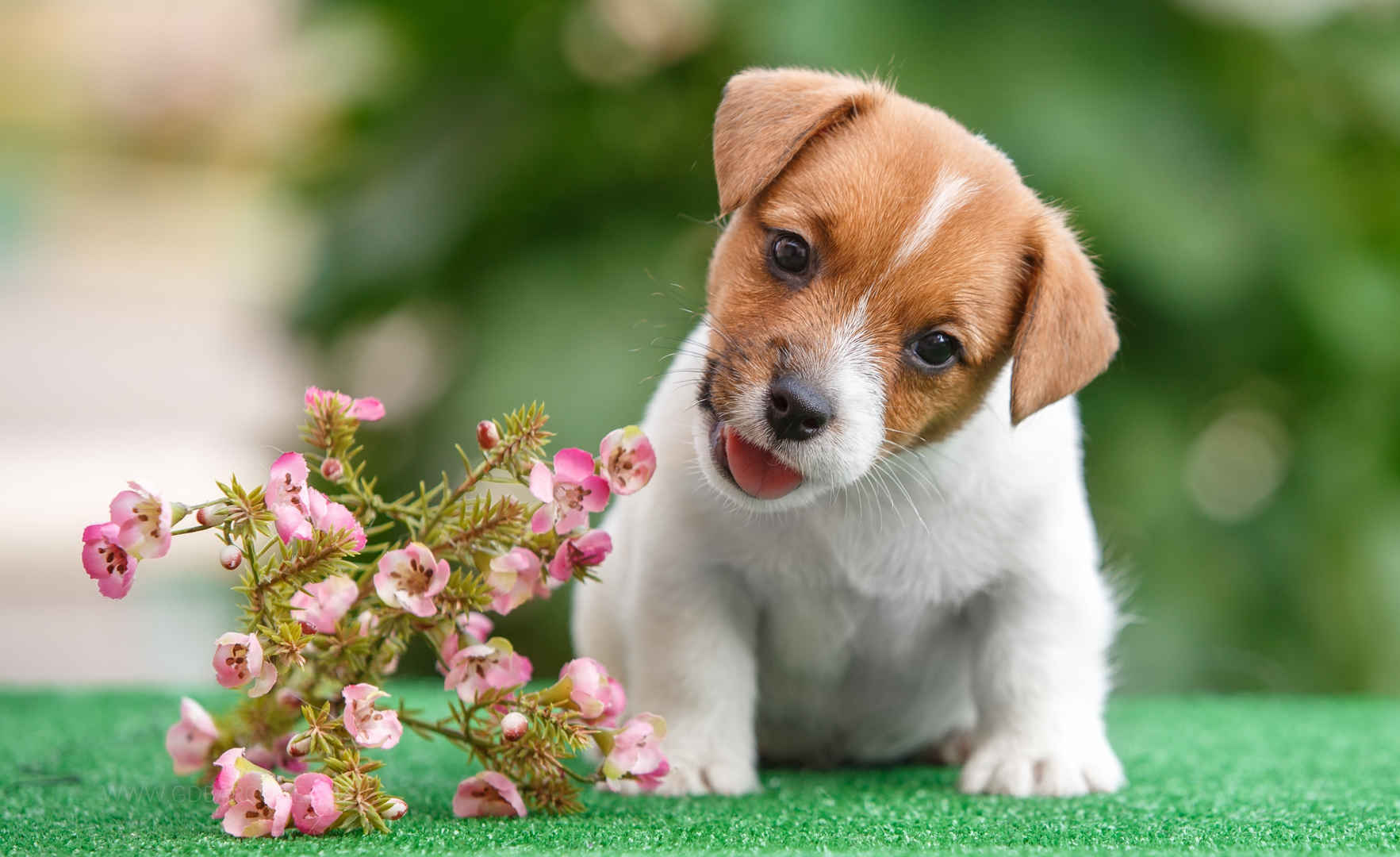 杰克罗素梗小狗,鲜花,高清图片