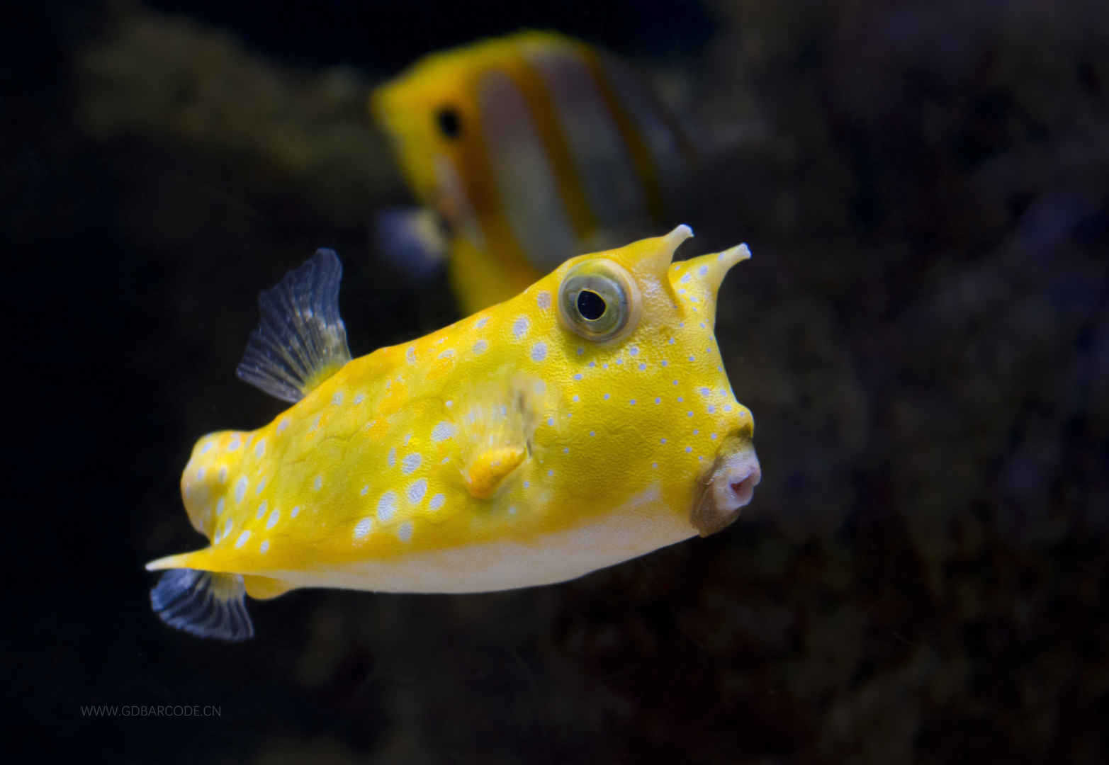 海底 水下 黄色的斑点鱼 可爱的嘴 鱼的摄影图片-