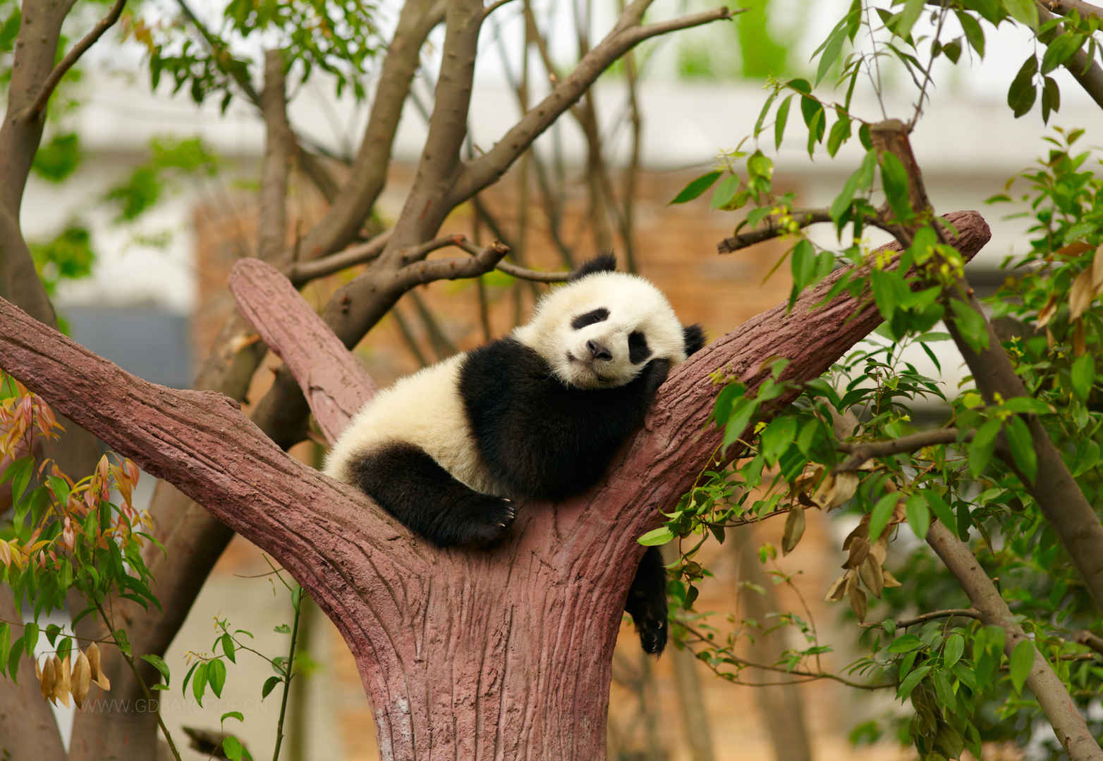 熊猫 树上 休息 睡觉 做梦 熊猫图片-