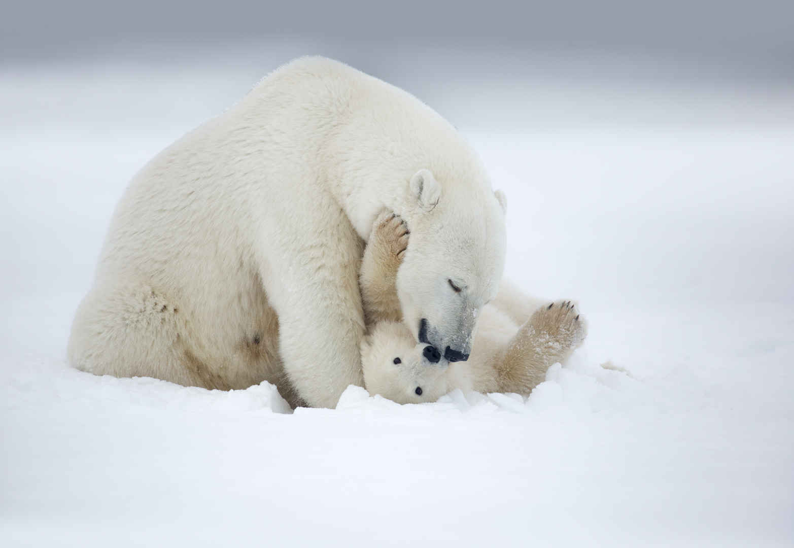 雪地里的北极熊妈妈和孩子-