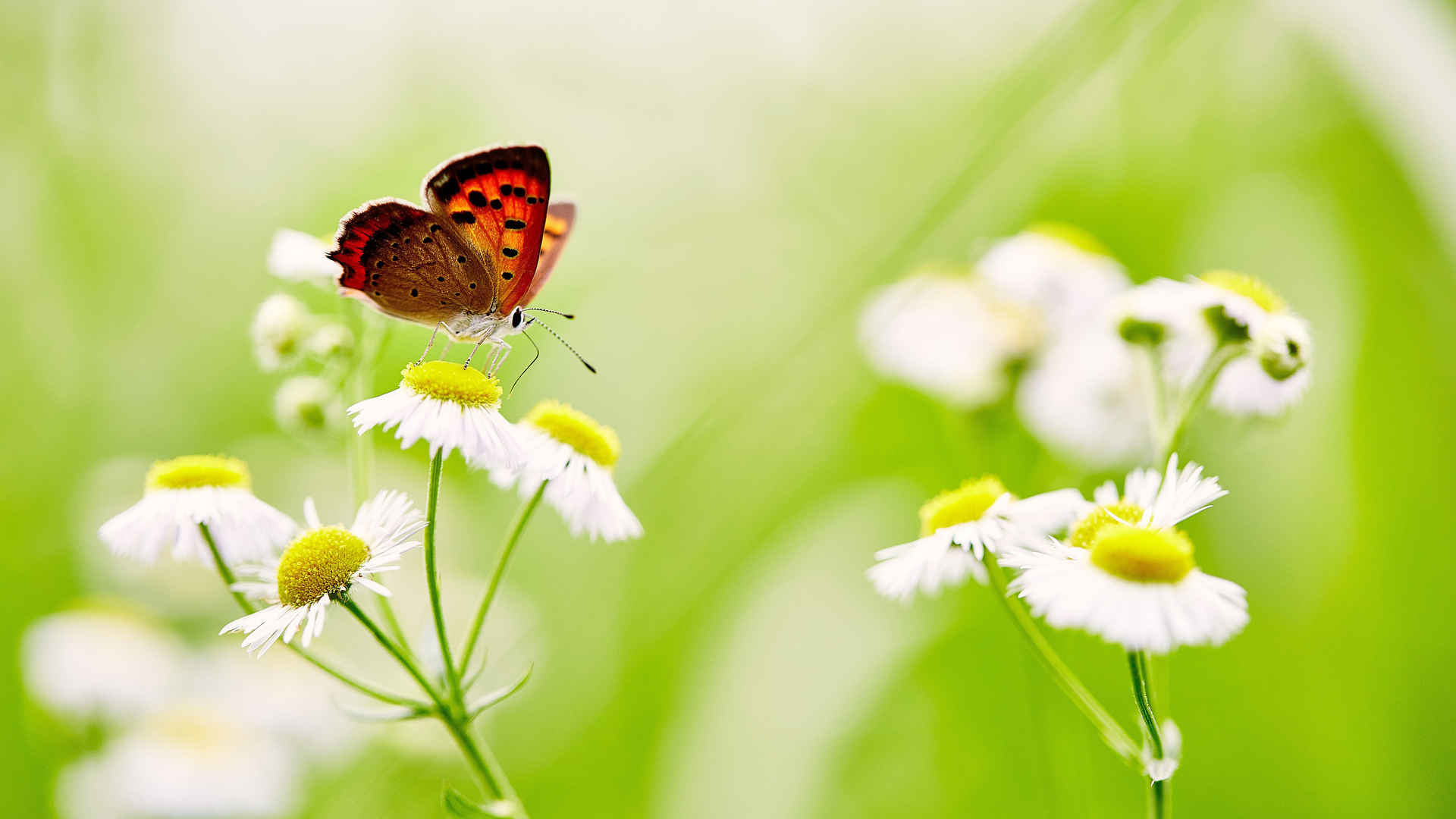 蝴蝶在白色的雏菊5k高清图片-