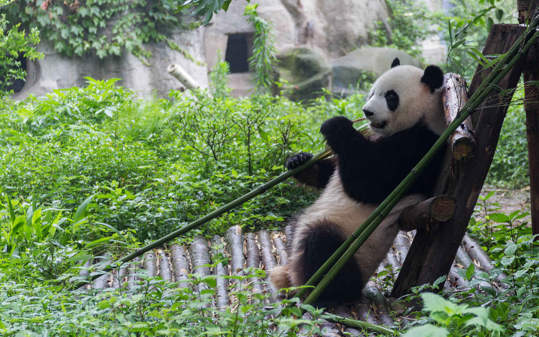 吃竹子的熊猫壁纸 1920x1200PX-