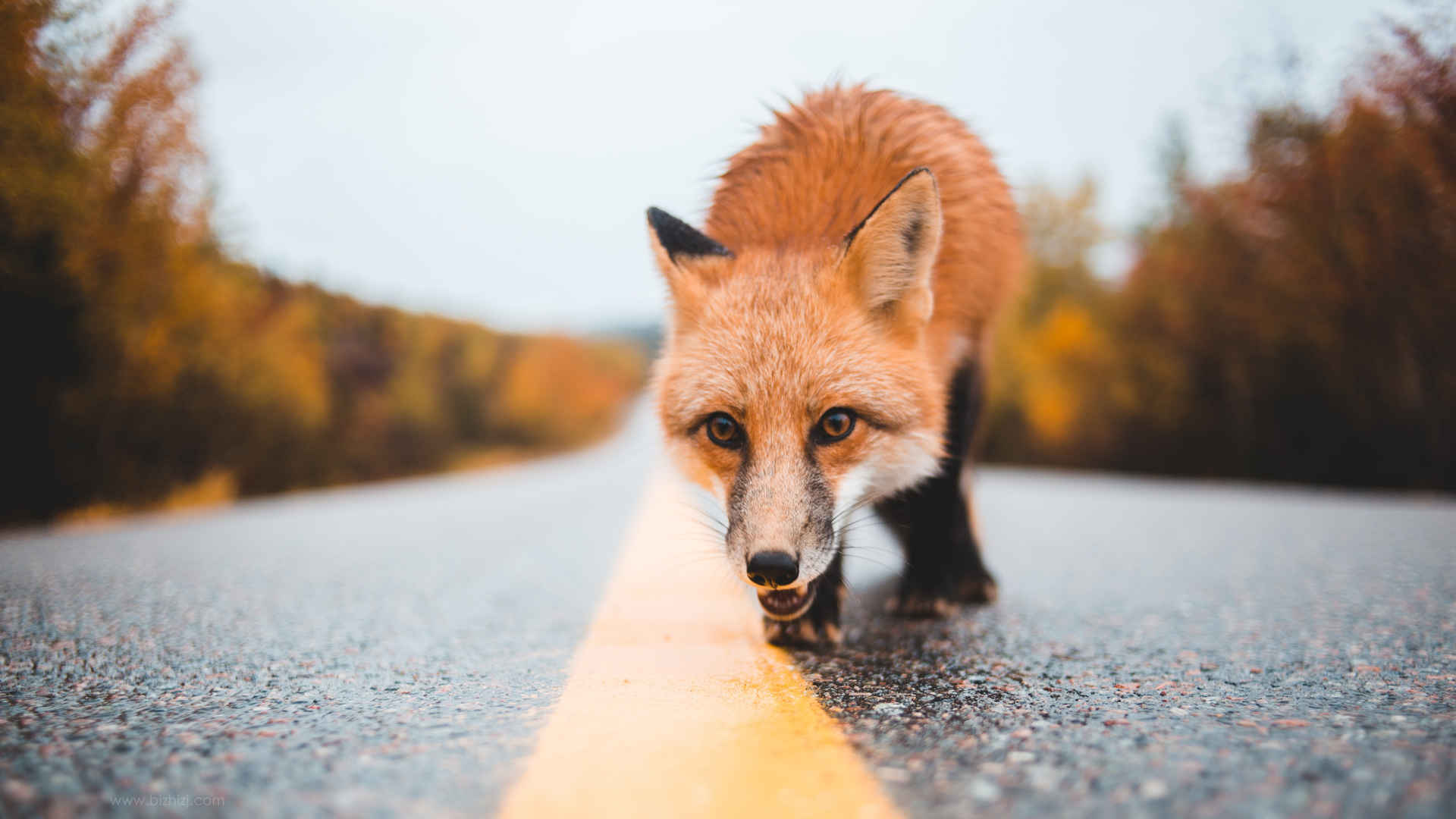 马路上的狐狸壁纸 