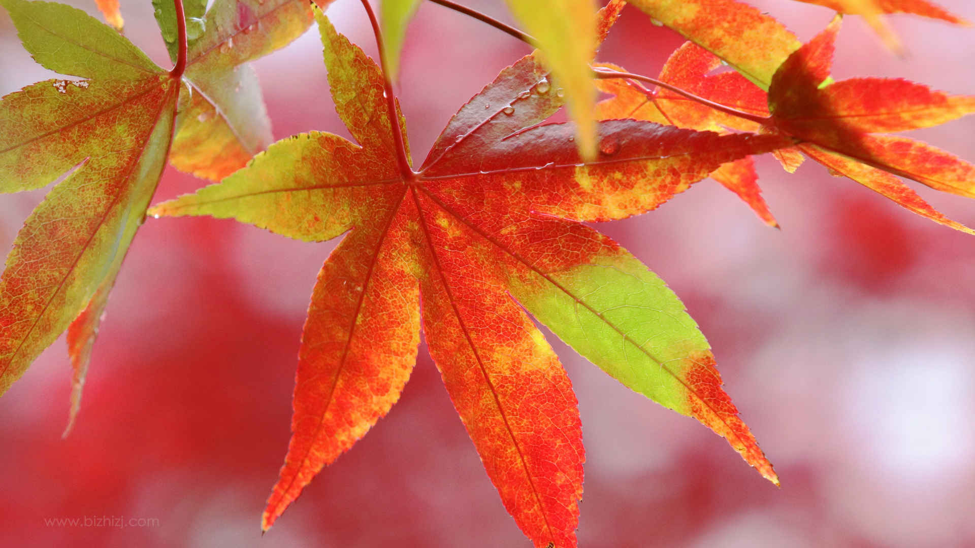 秋天最美热情似火枫叶图片-