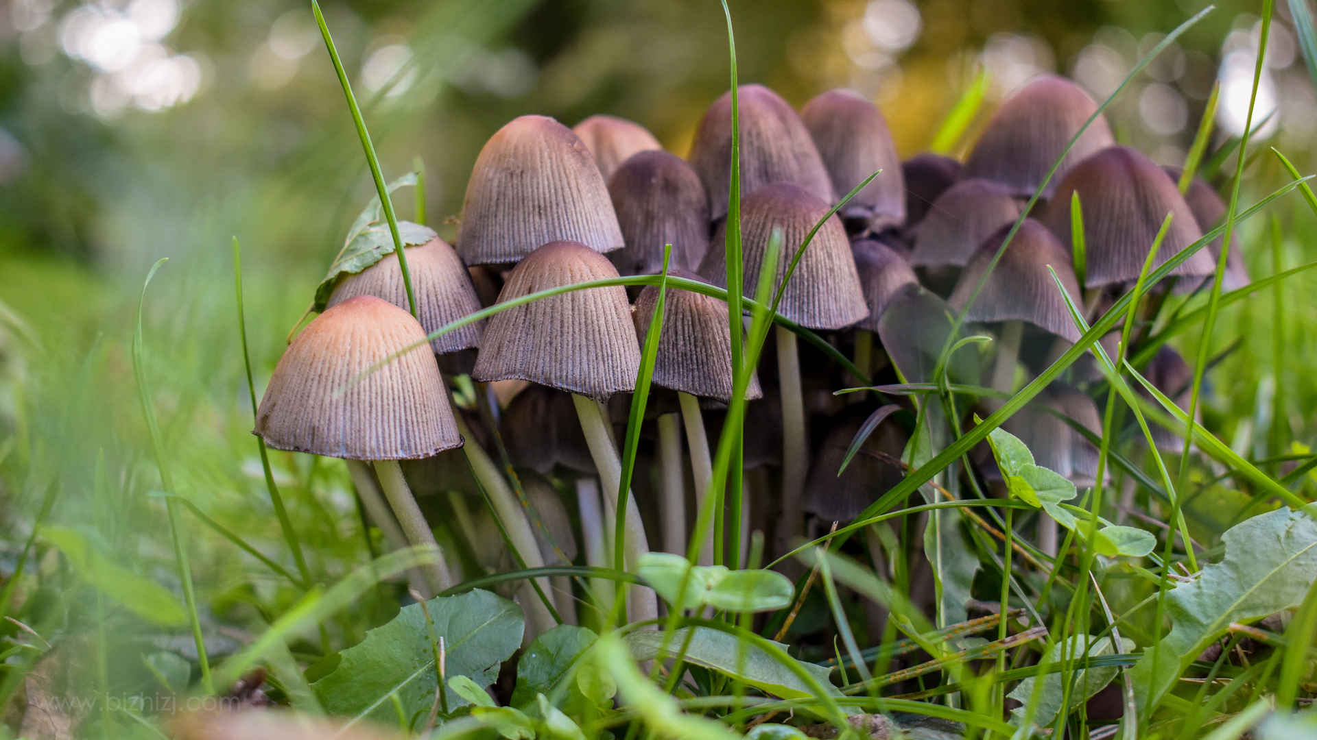 森林里蘑菇高清图片