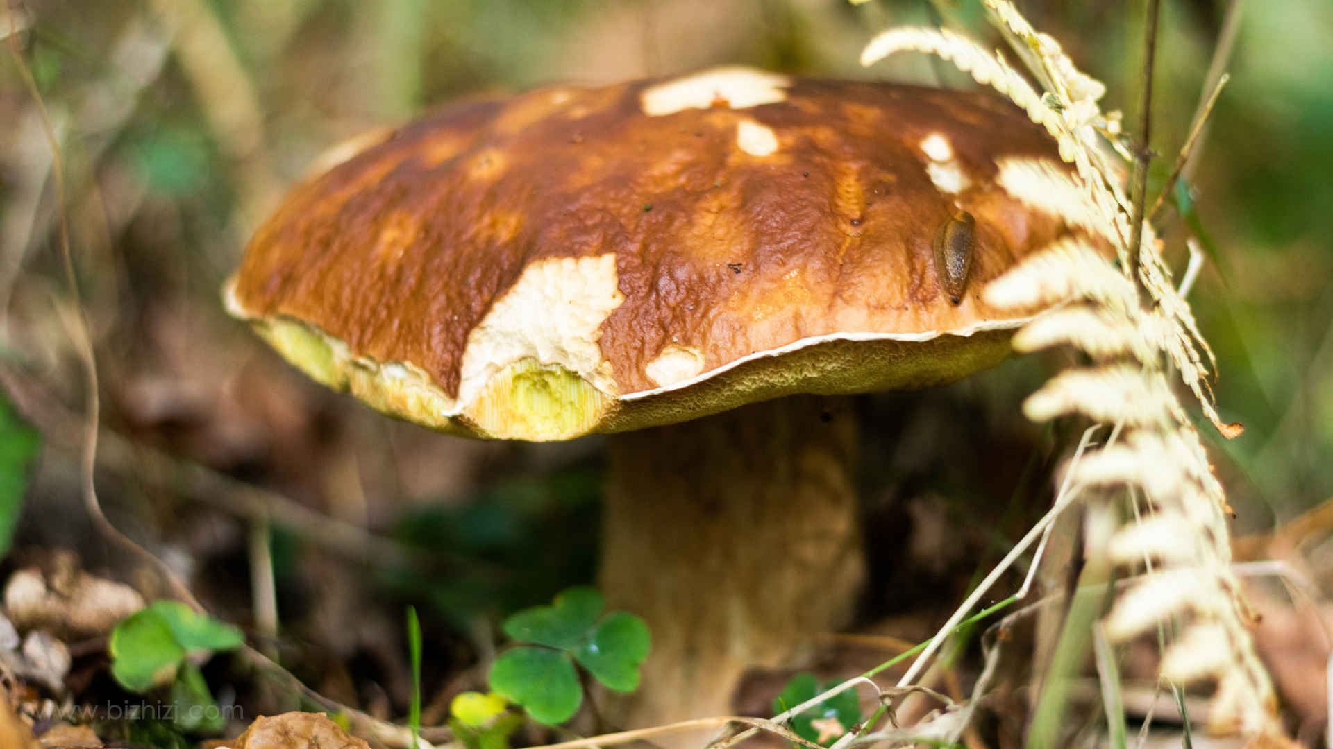 森林里蘑菇高清图片