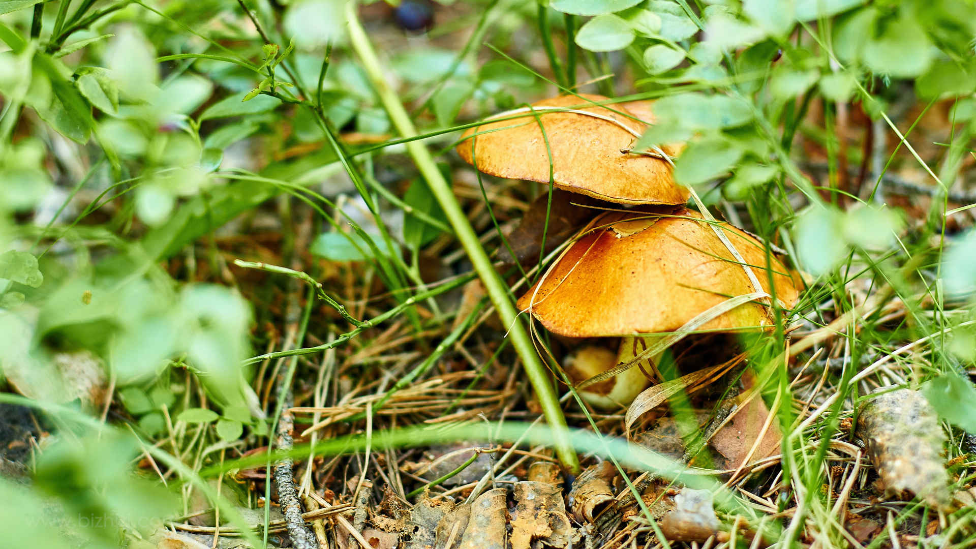 森林里蘑菇高清图片-