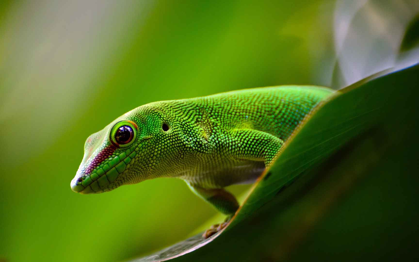 可爱的绿色小蜥蜴近距离摄影高清壁纸-