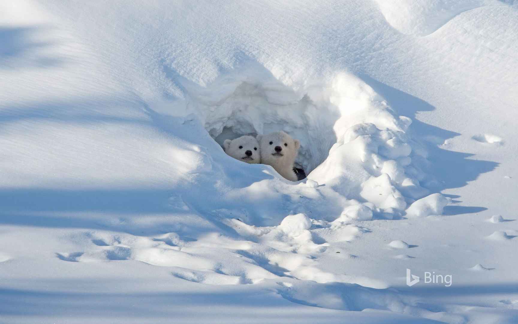 躲在雪堆里的北极熊-