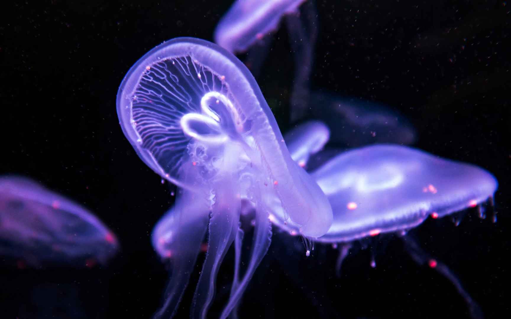海洋深处的紫光水母-