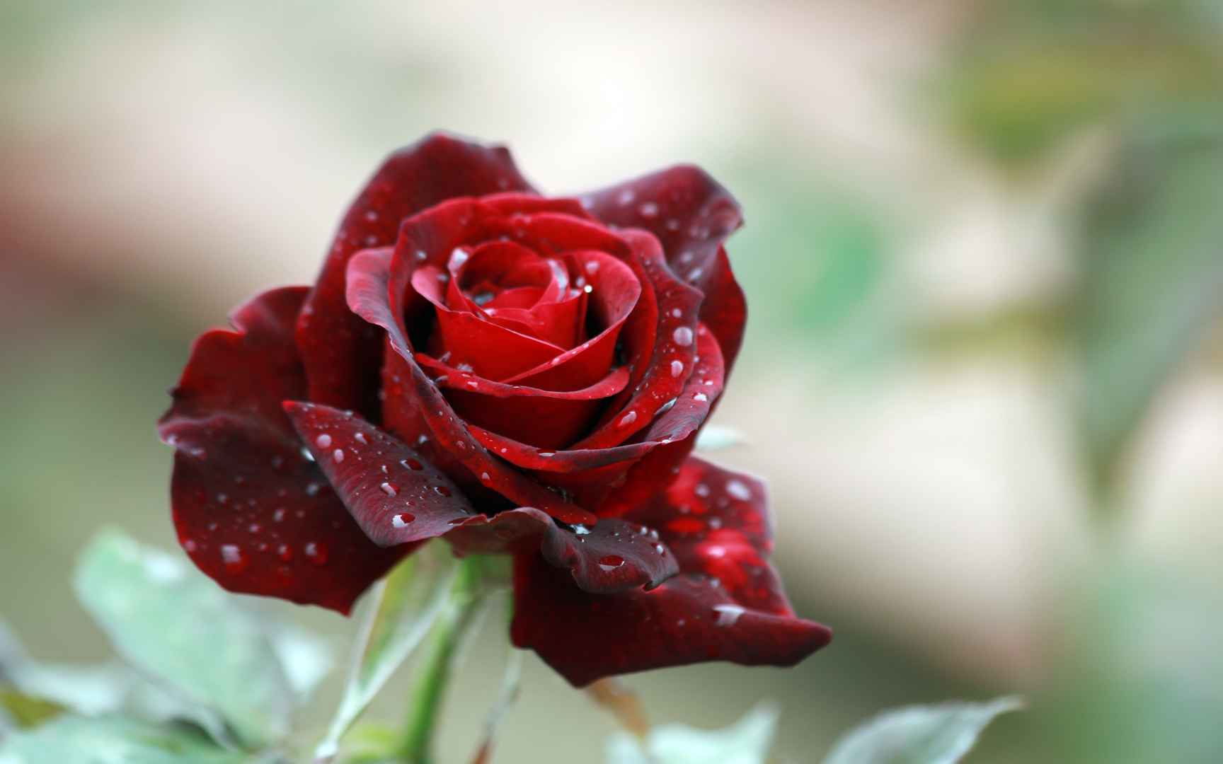 清晨盛开的红玫瑰上露水-