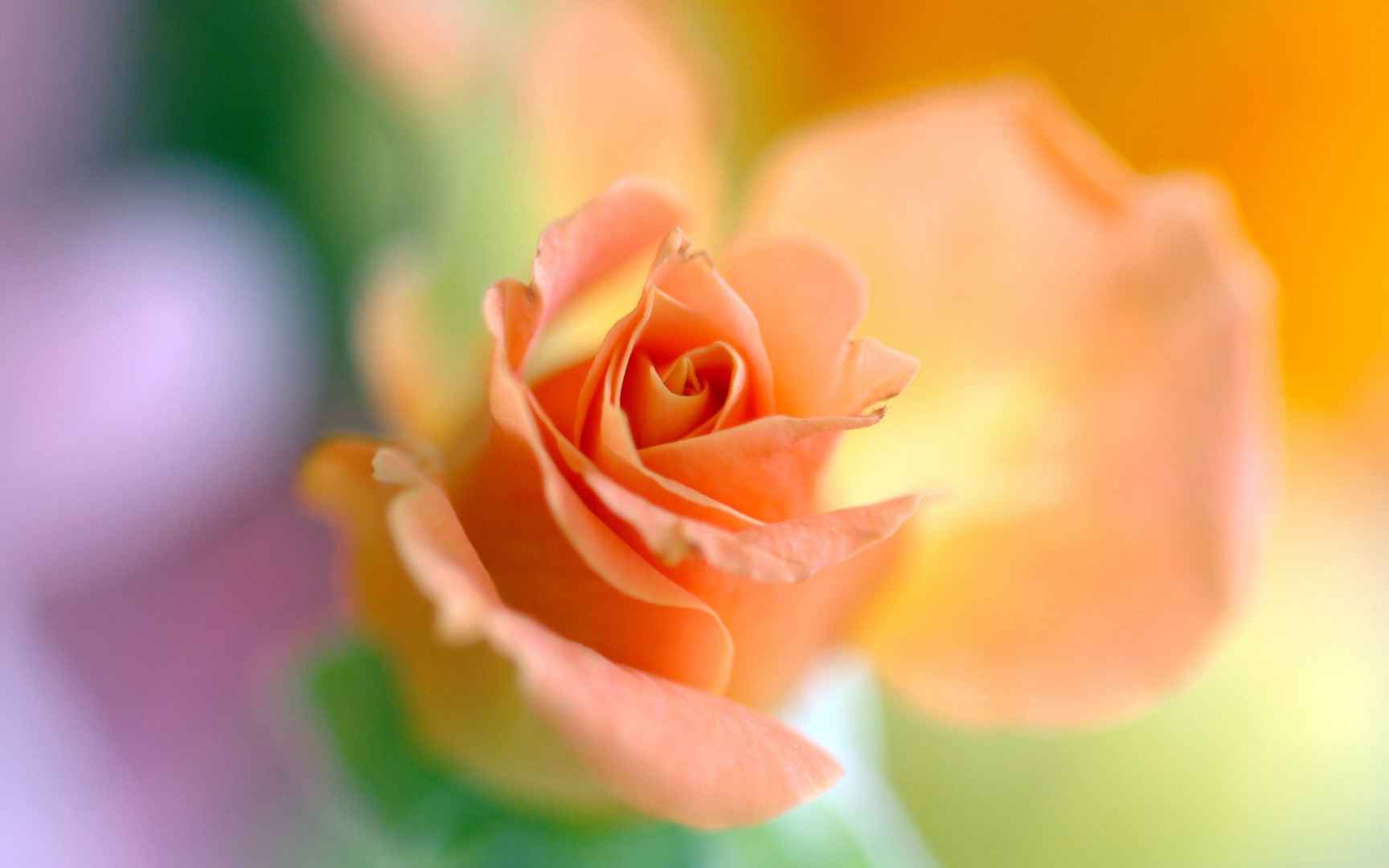 盛开的橙色玫瑰微距摄影电脑壁纸-