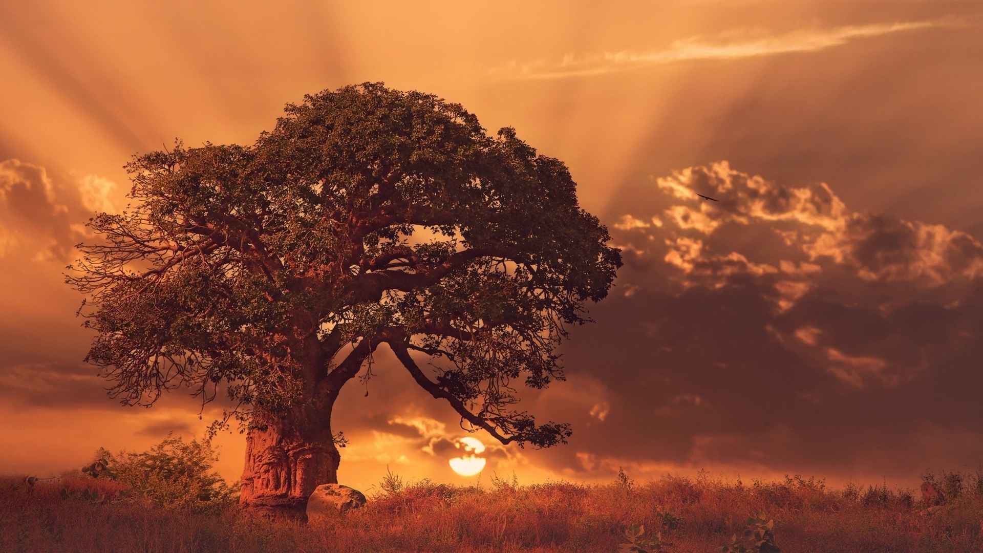 清晨的日出橙光照在大树的风景壁纸-