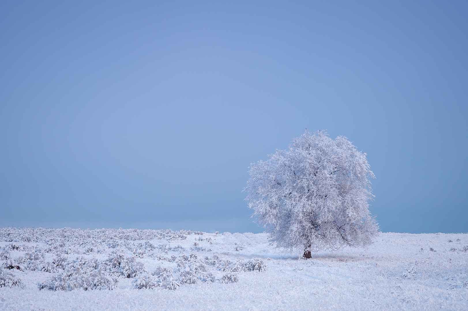 平原雪地里屹立的一棵树，树上挂满白雪的唯美壁纸-