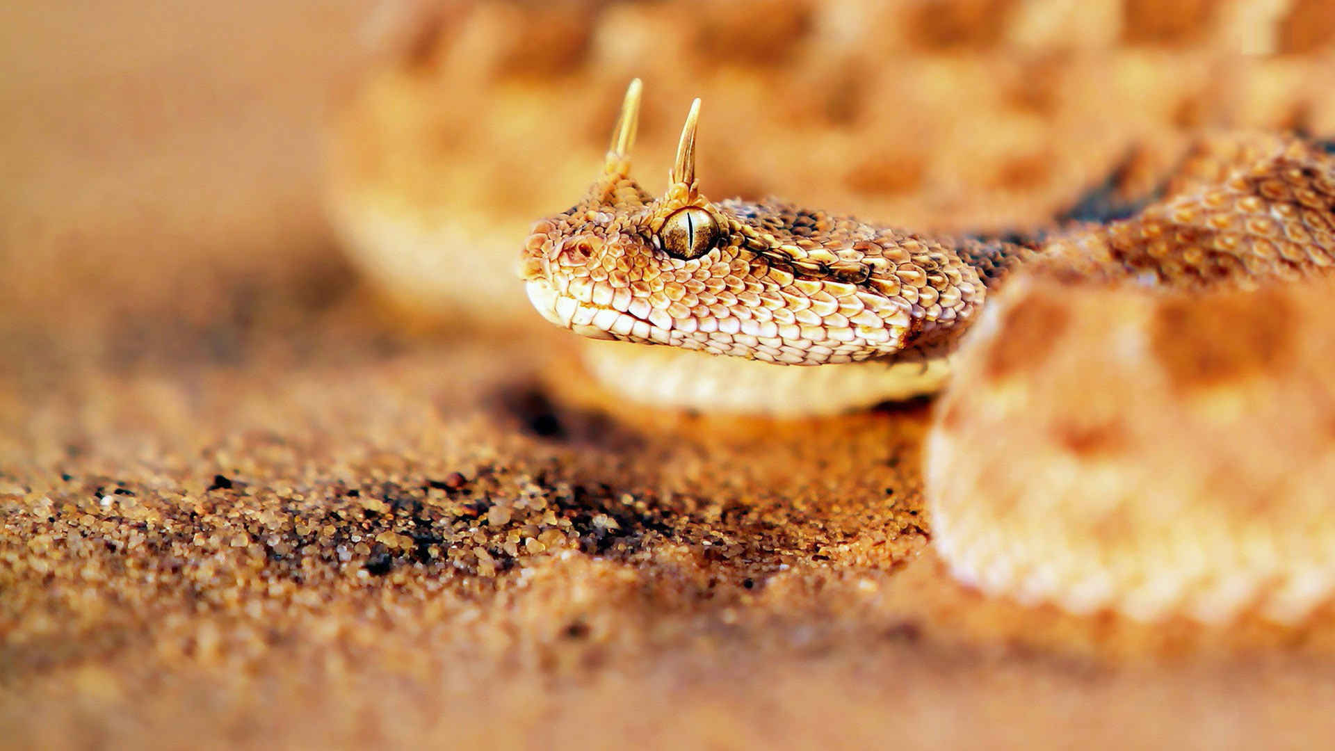 沙地的响尾蛇近照摄影高清电脑壁纸-