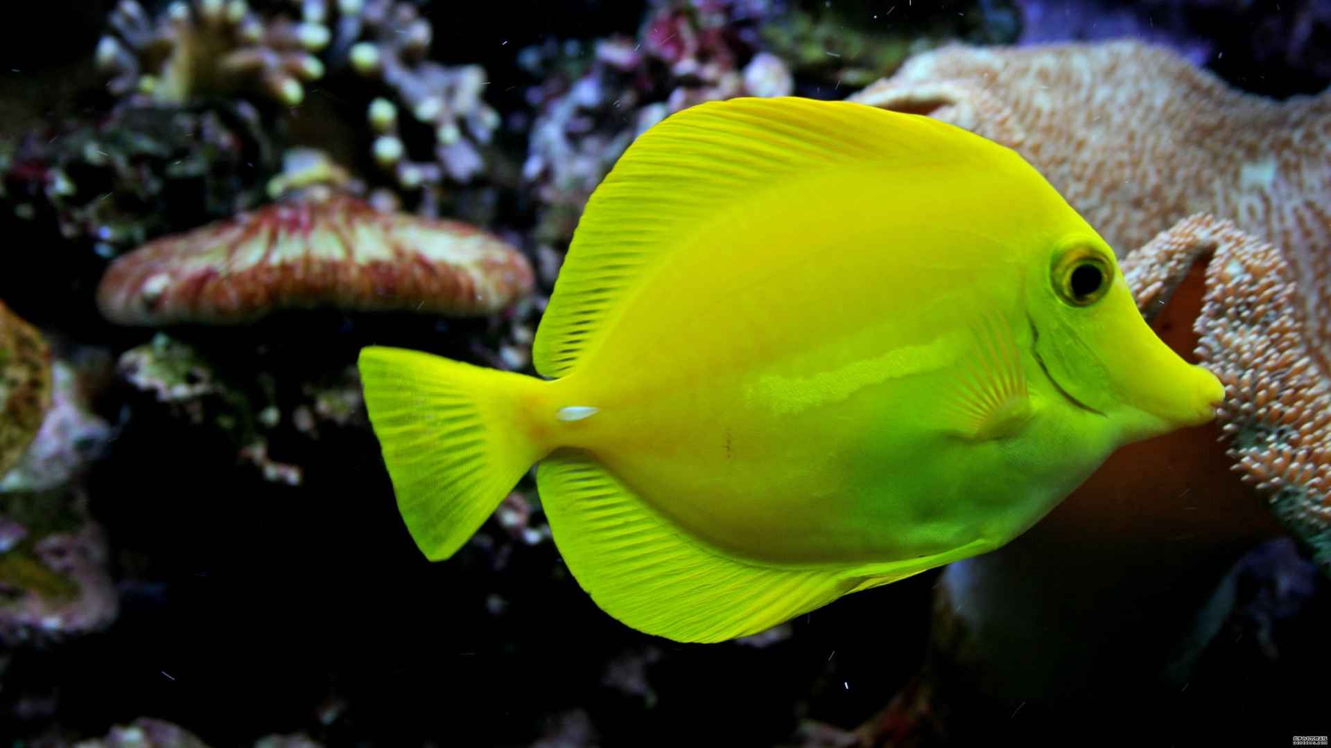 黄高鳍刺尾鱼图片