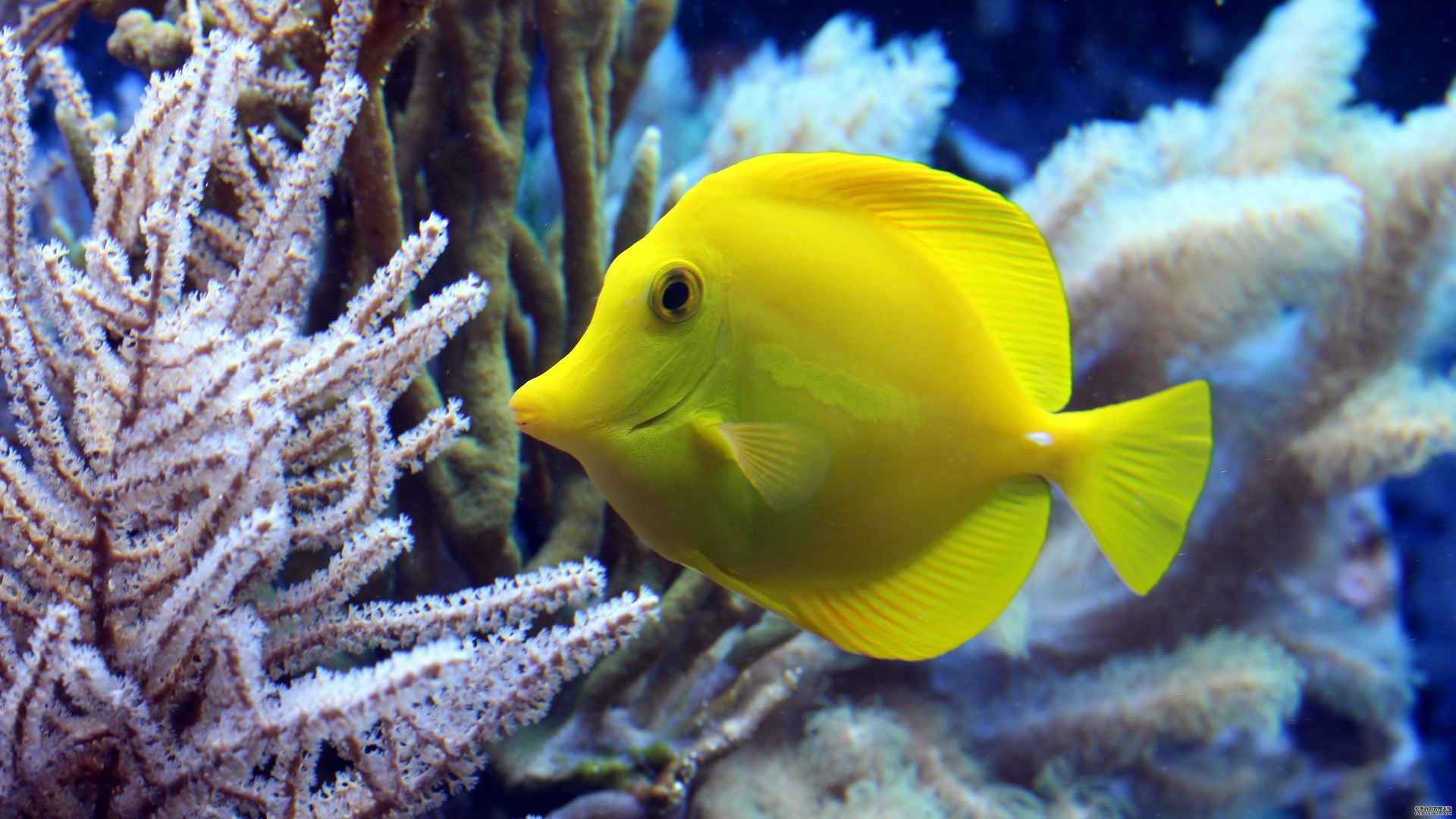黄高鳍刺尾鱼图片