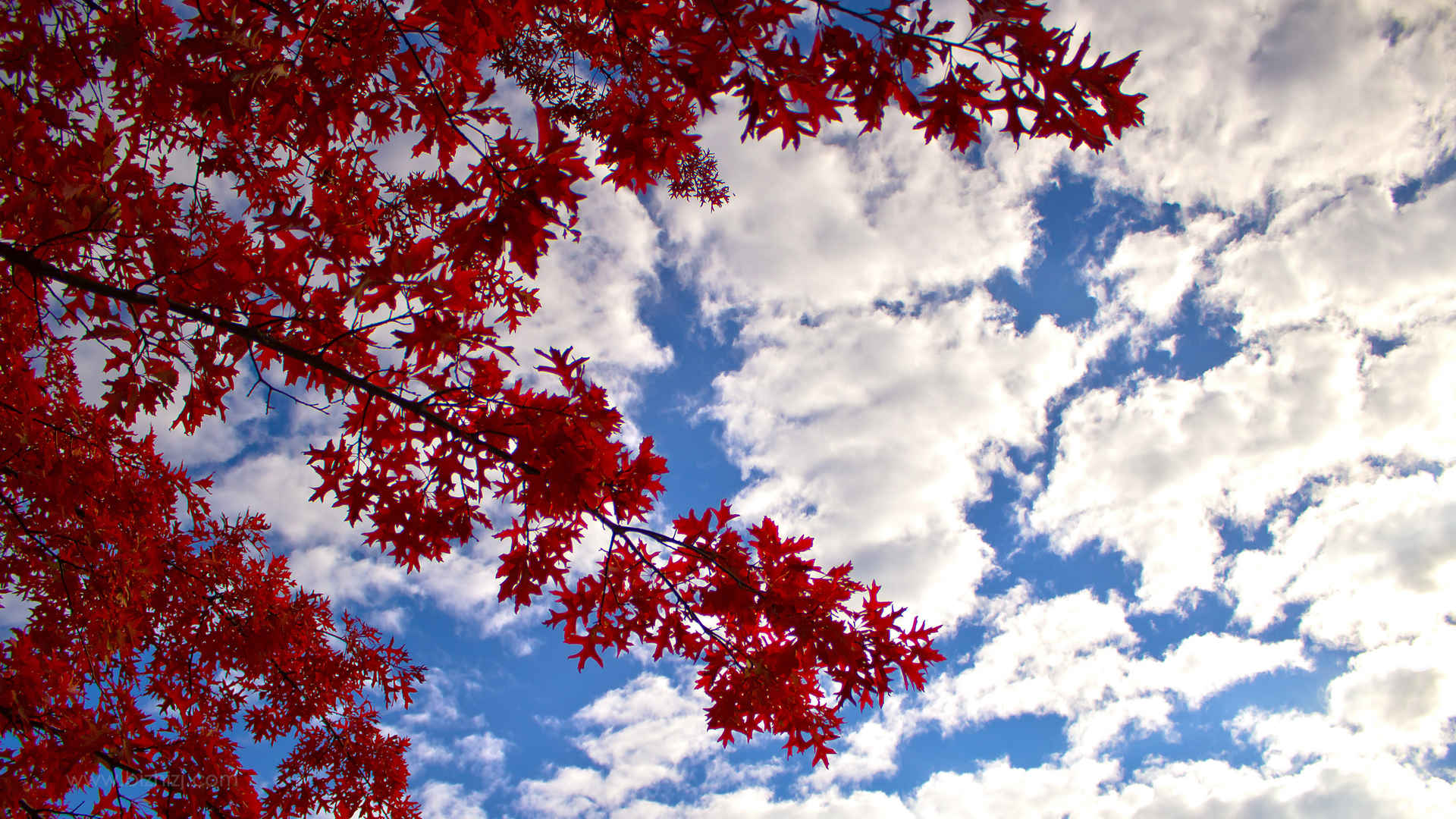秋季枫树美景图片-