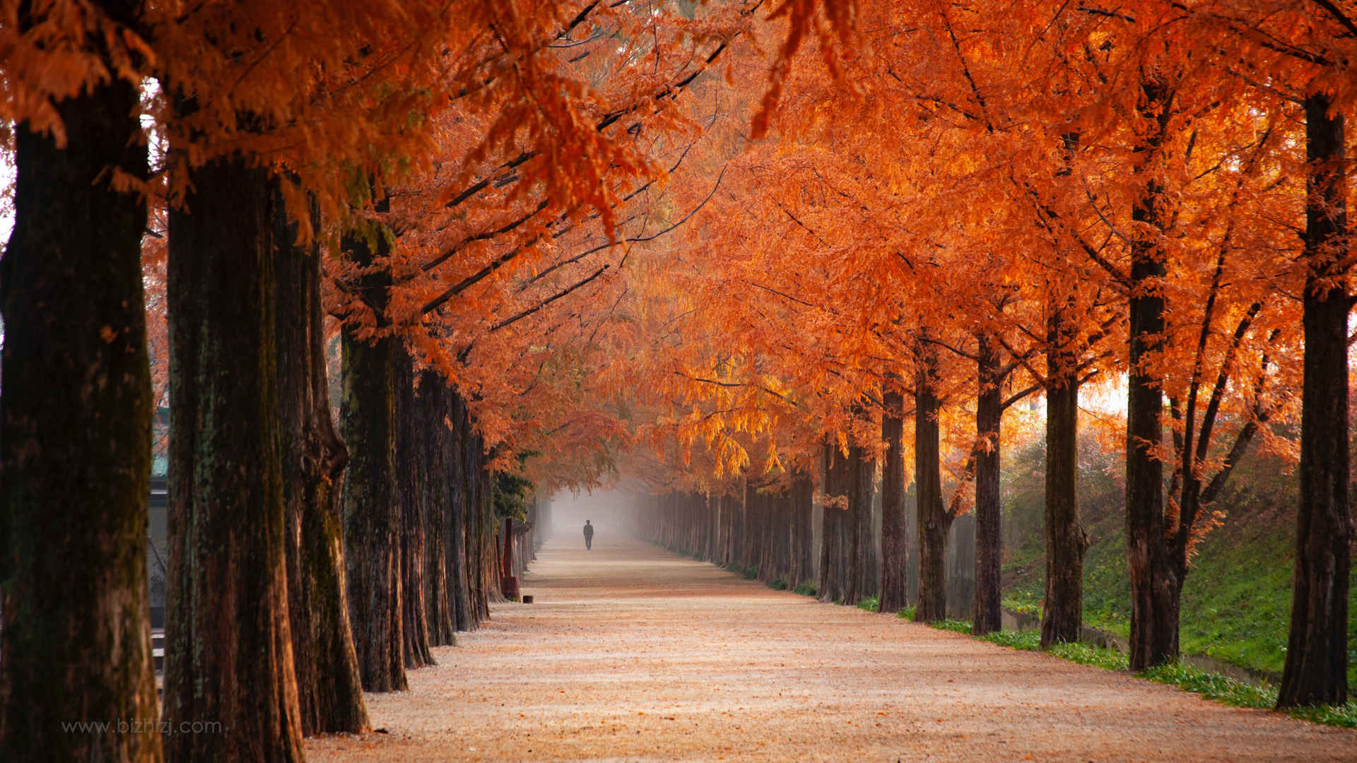秋季枫树美景图片