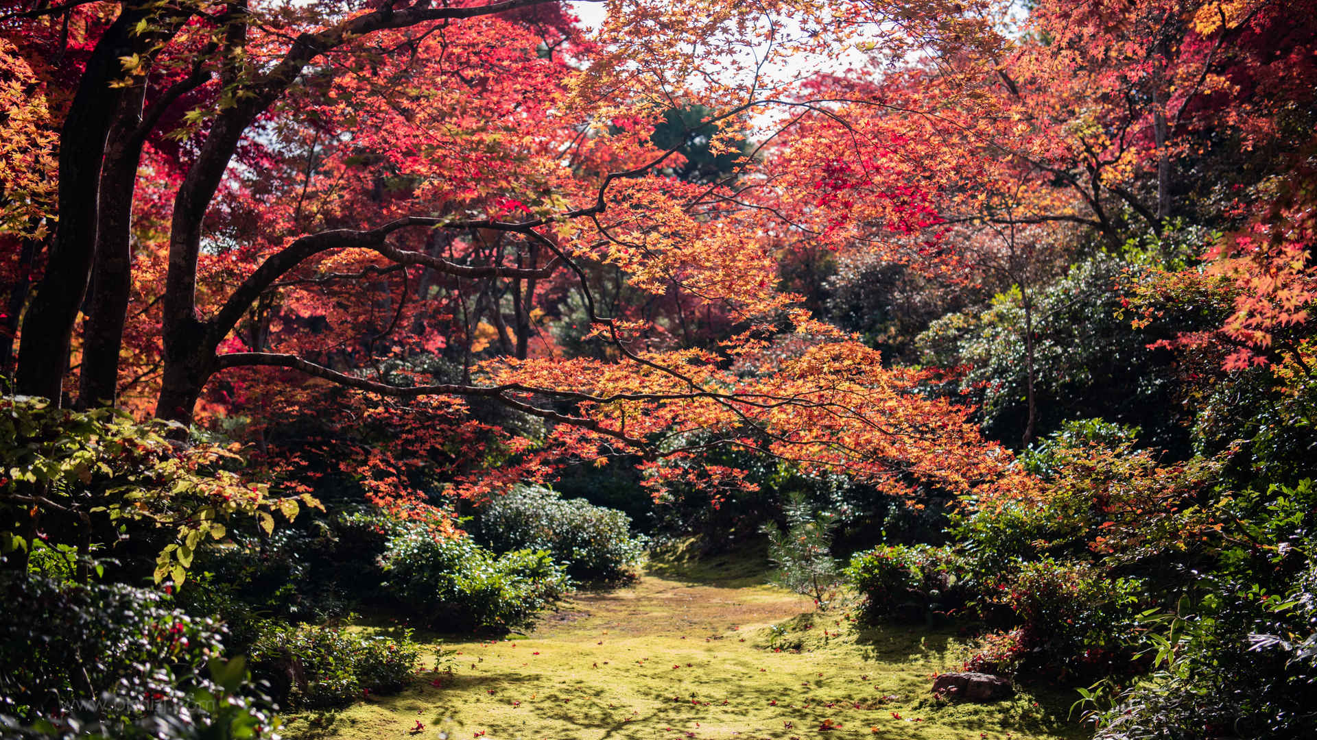 秋季枫树美景图片