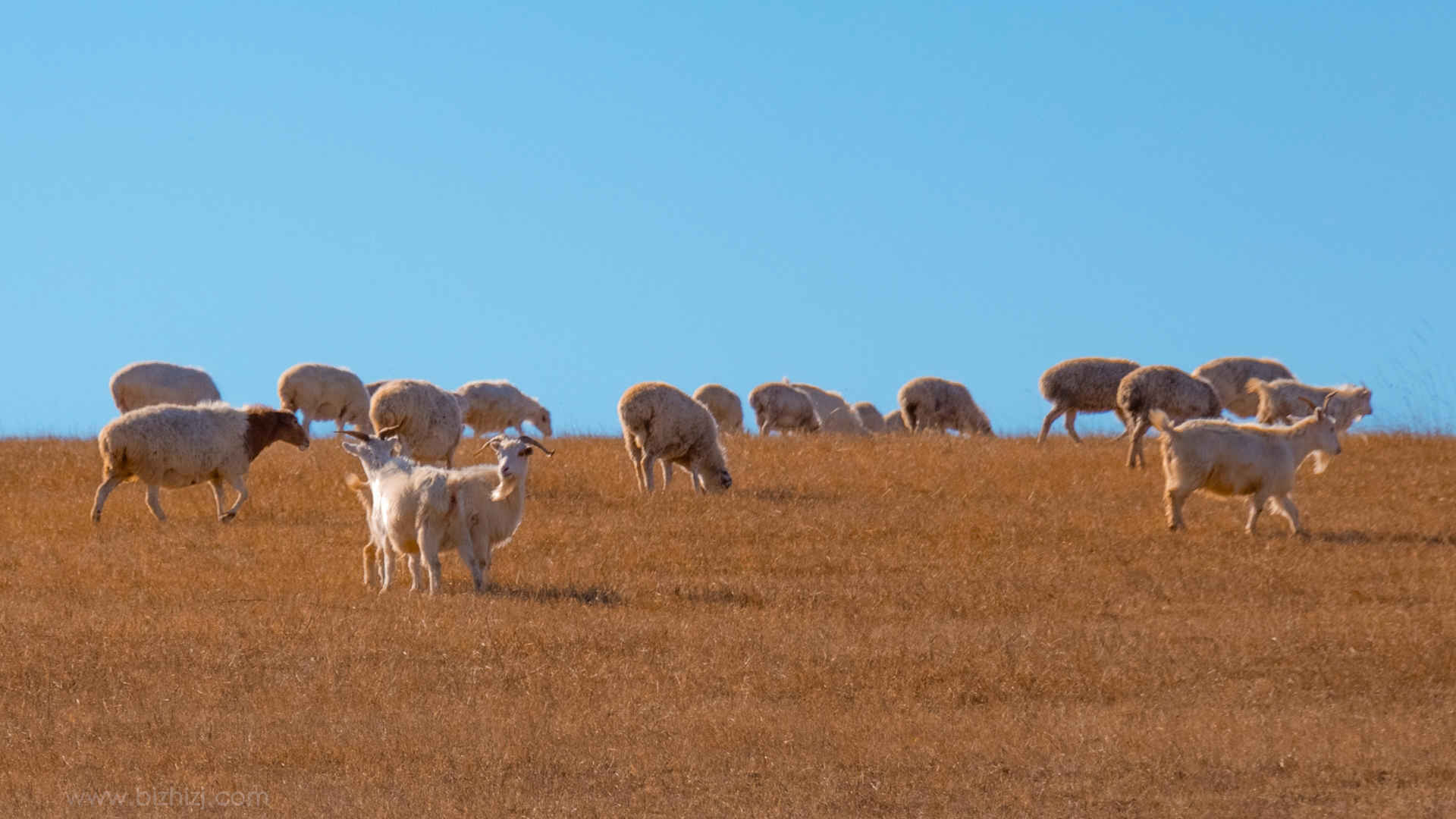 草原上的羊高清壁纸-