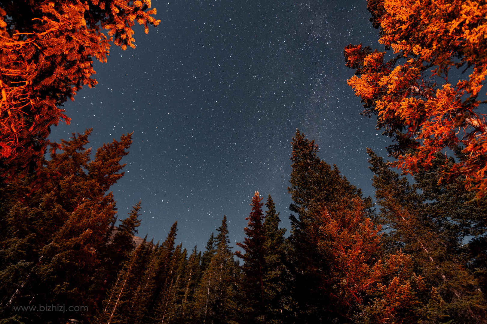 森林星夜自然界4K壁纸-