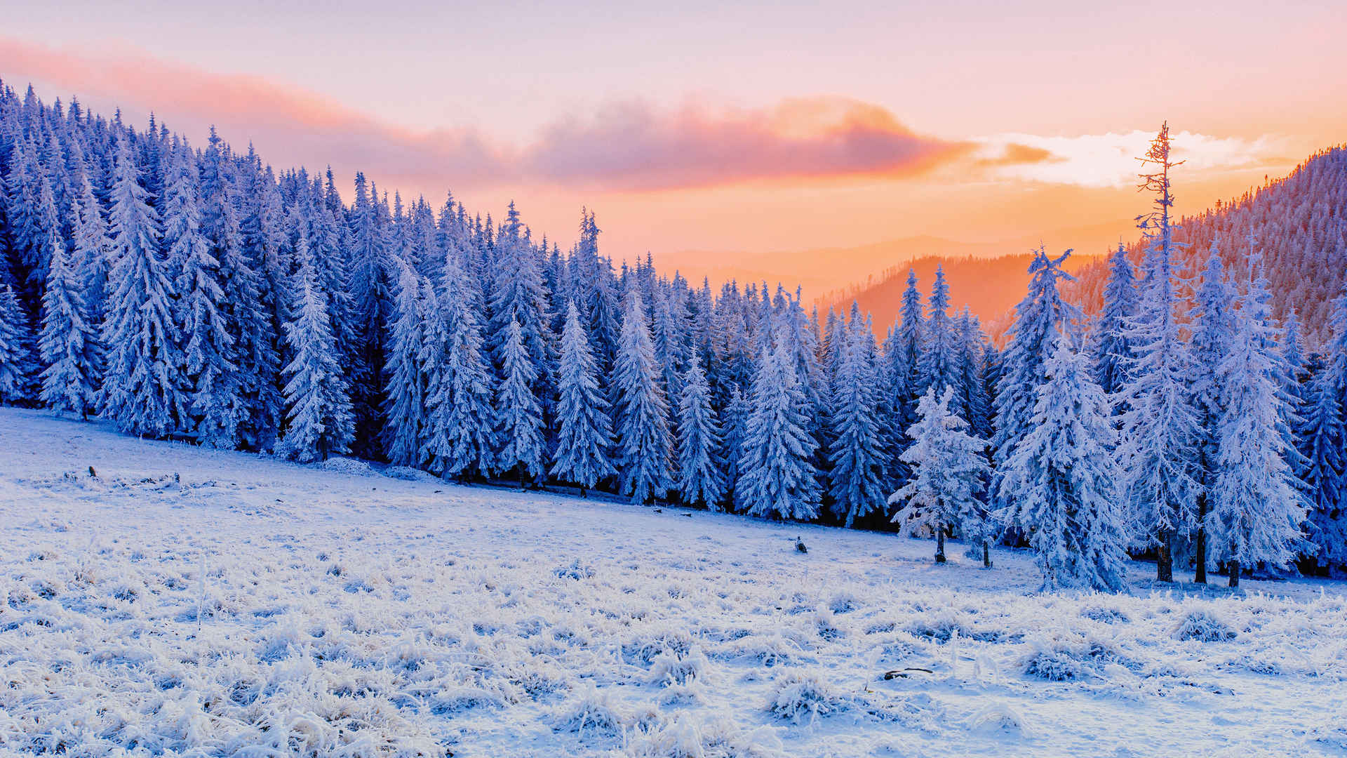 冬天 日落 冷杉 森林 雪景壁纸-