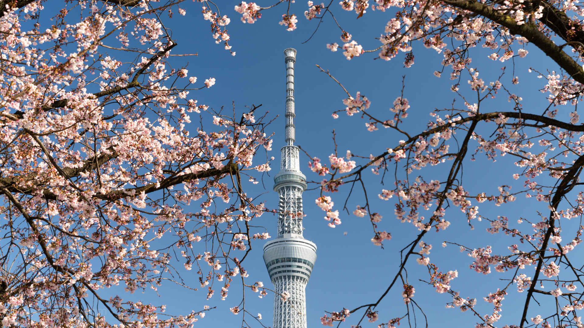 日本东京晴空塔建筑图片