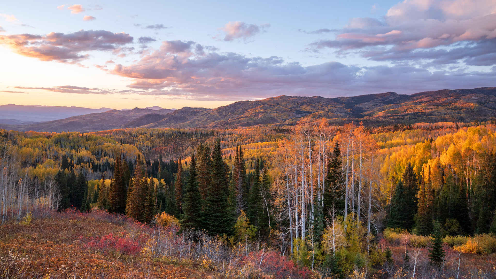 美国科罗拉多州 山脉 森林壁纸-