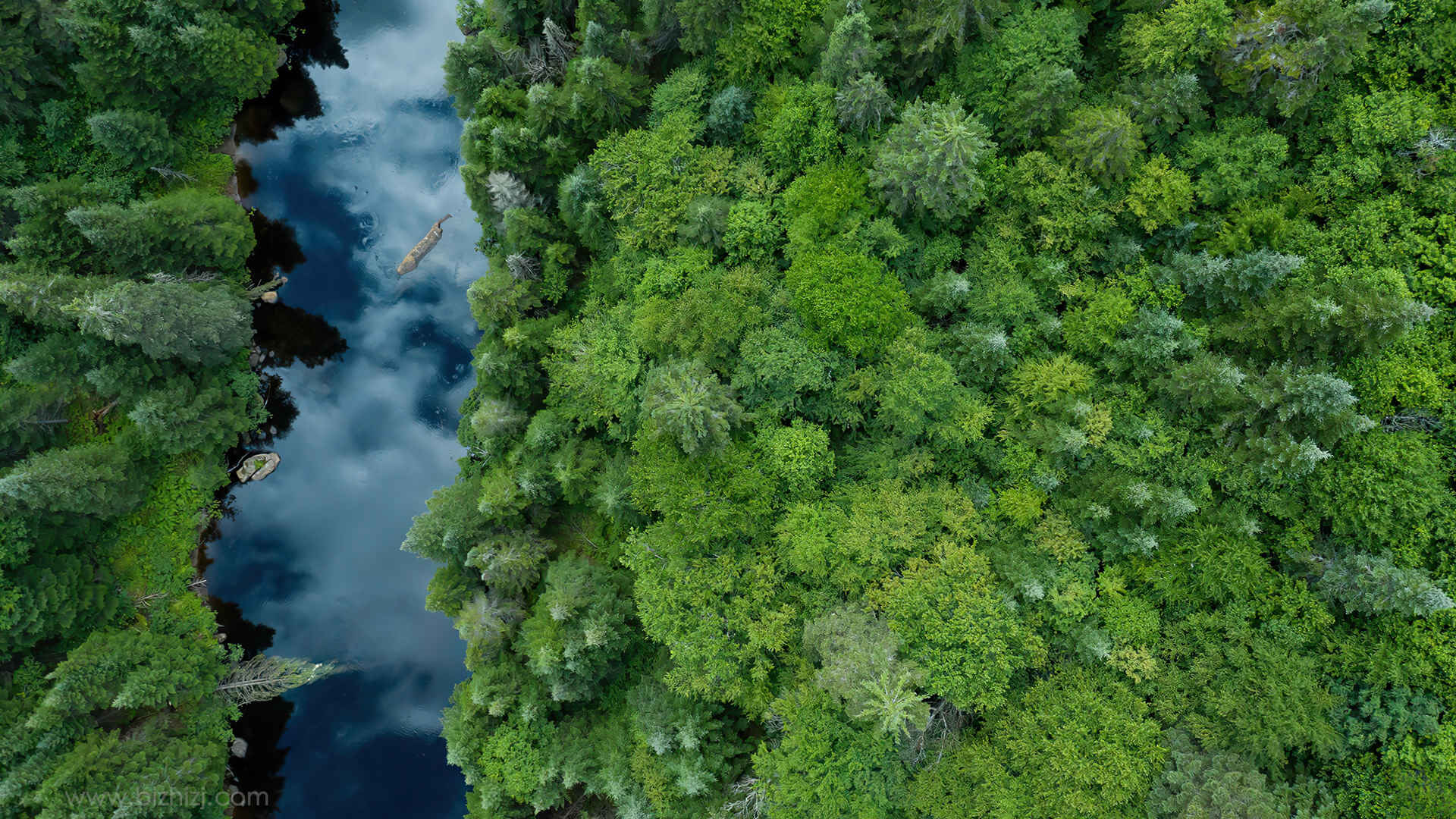 河流绿色森林树木4k风景壁纸-