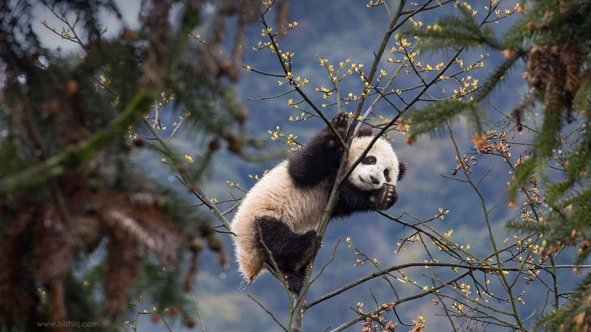 树枝上的大熊猫壁纸-