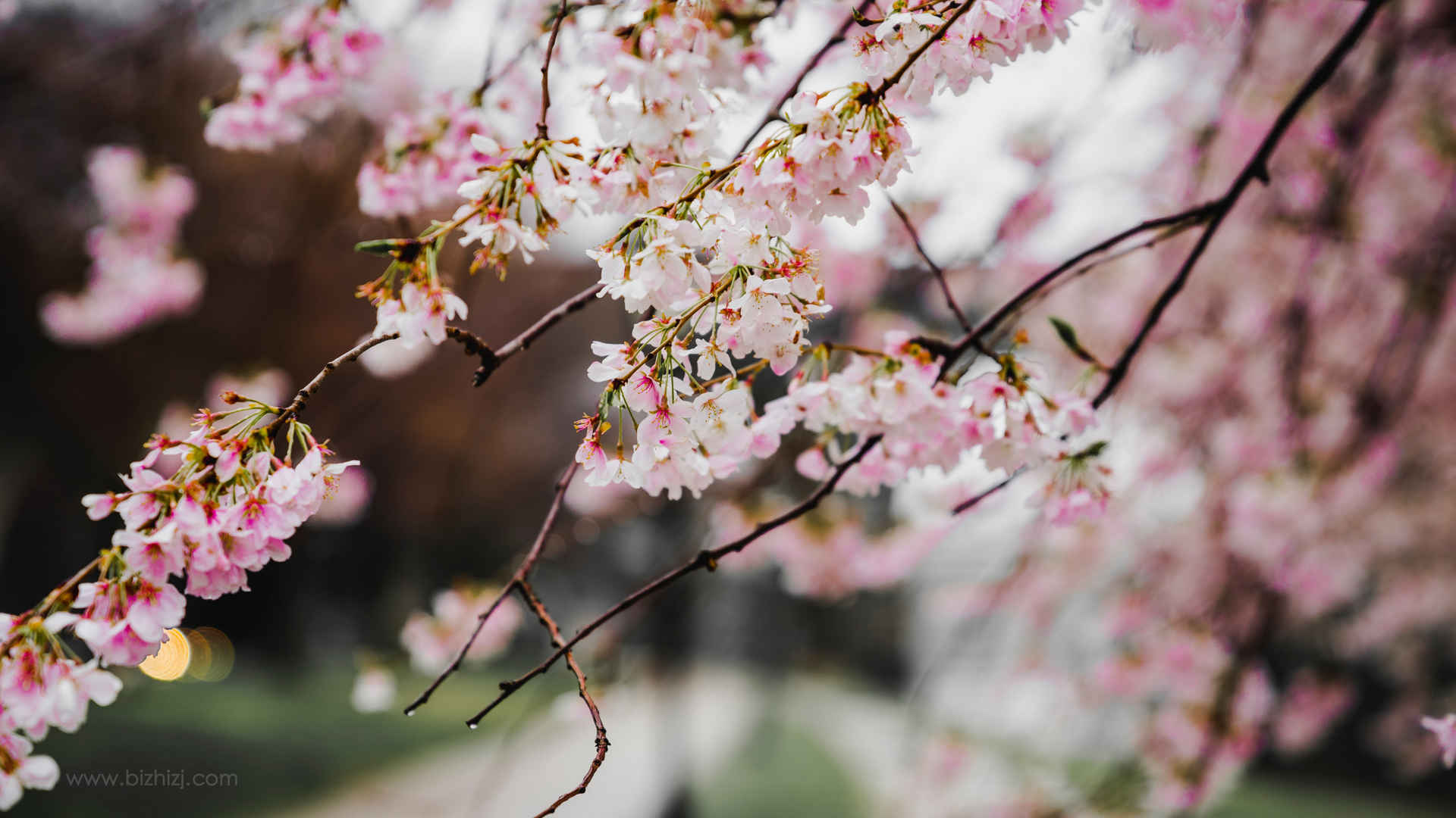 樱花盛开粉色可爱简约背景图片