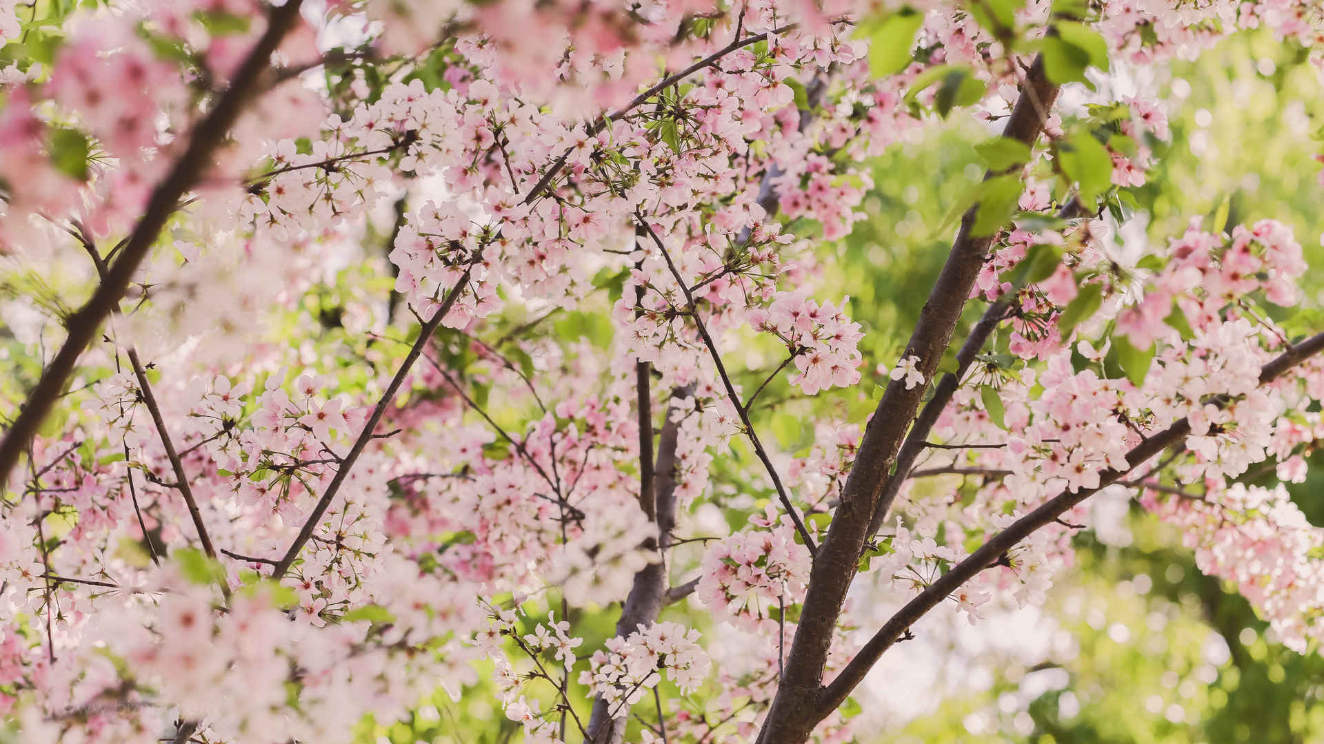 樱花盛开粉色可爱简约背景图片