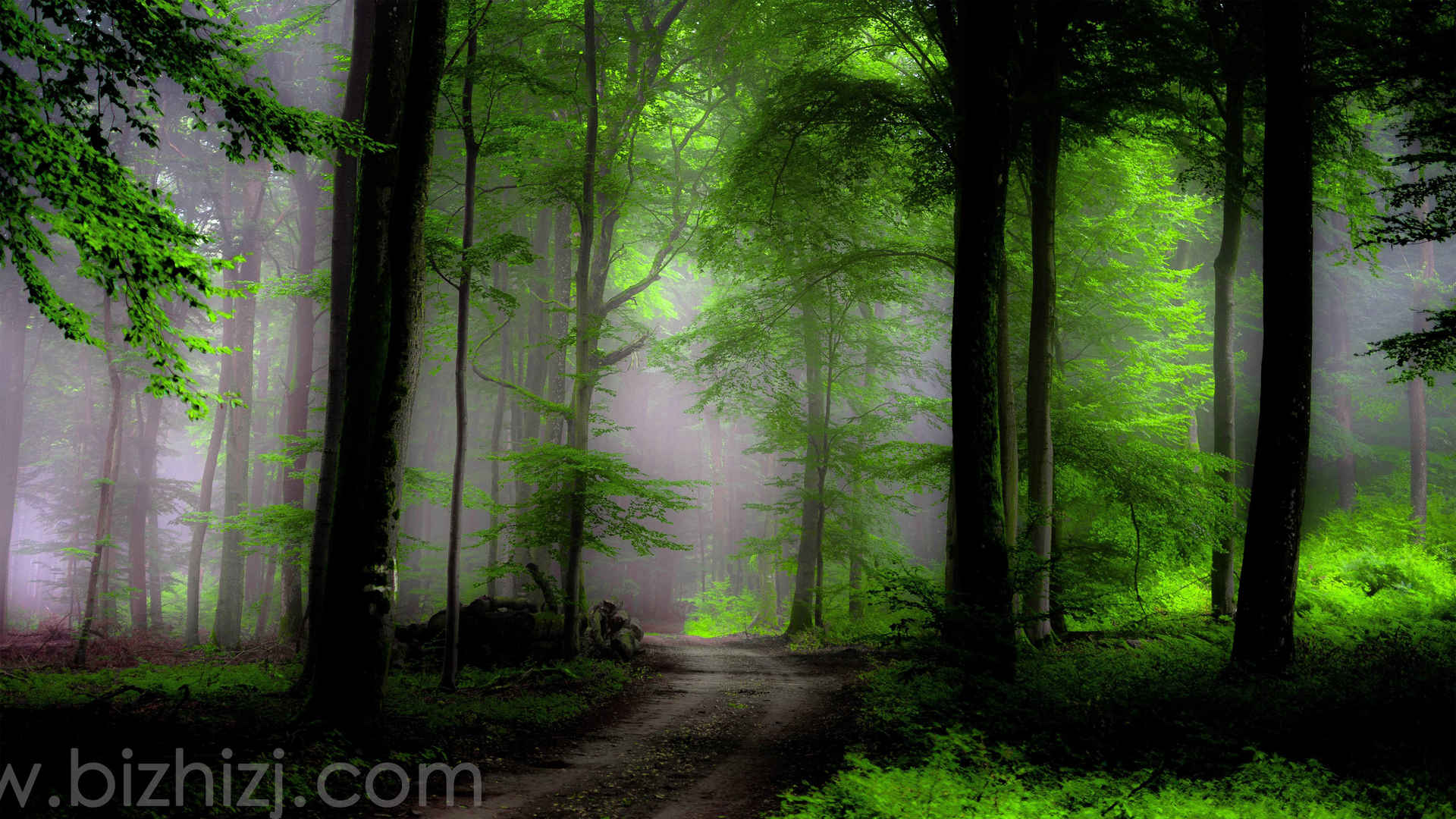 森林 树木 雾 路 自然绿色4K壁纸-