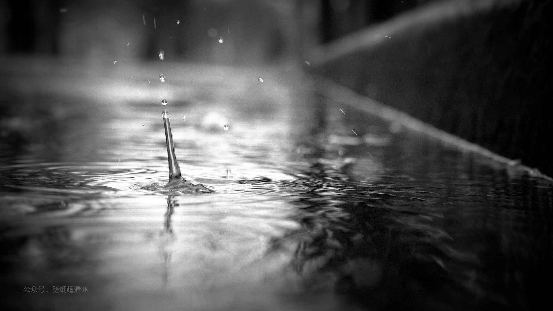 雨水 水滴黑白壁纸-