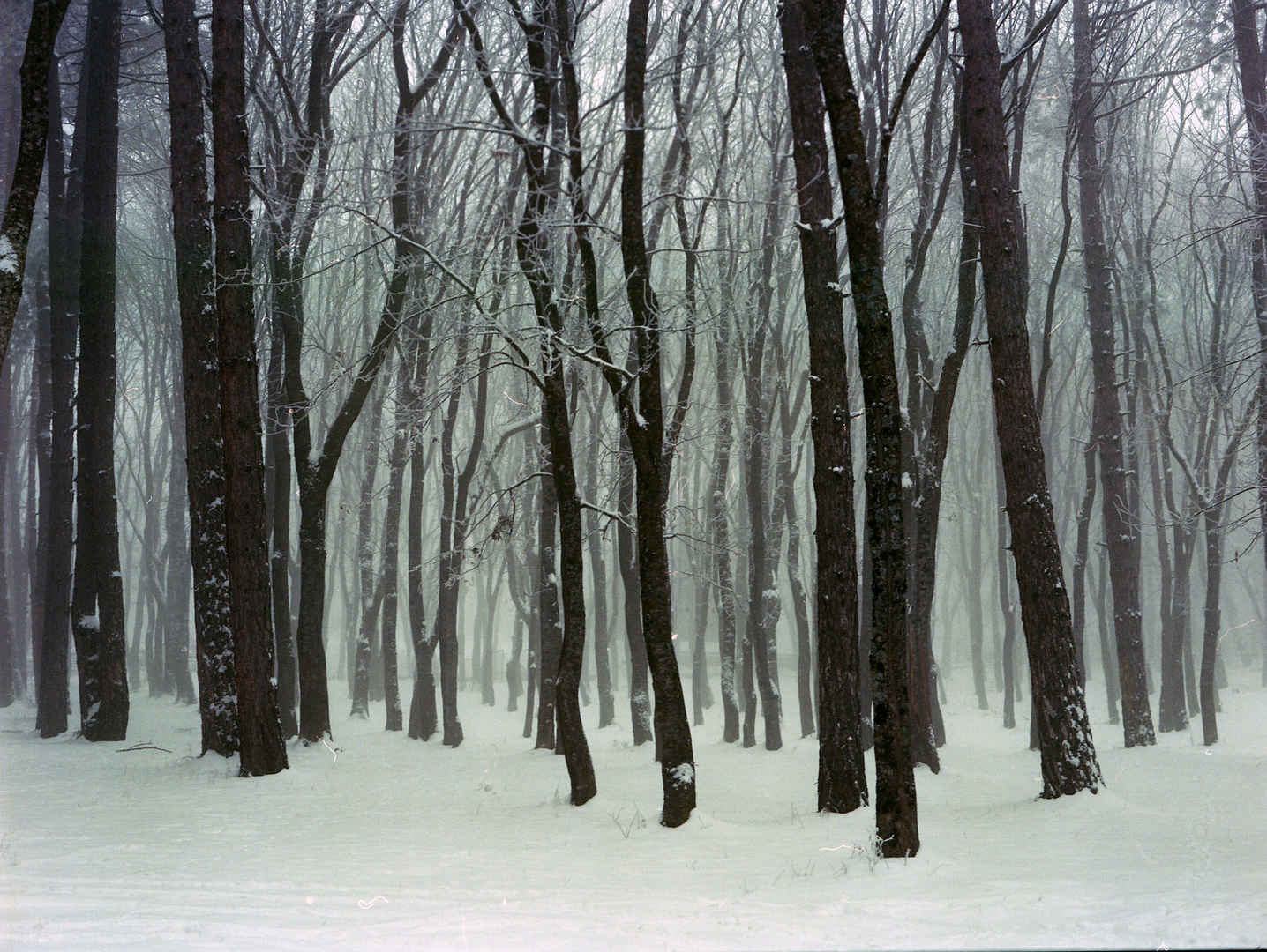 大雪中凋零的树林壁纸-