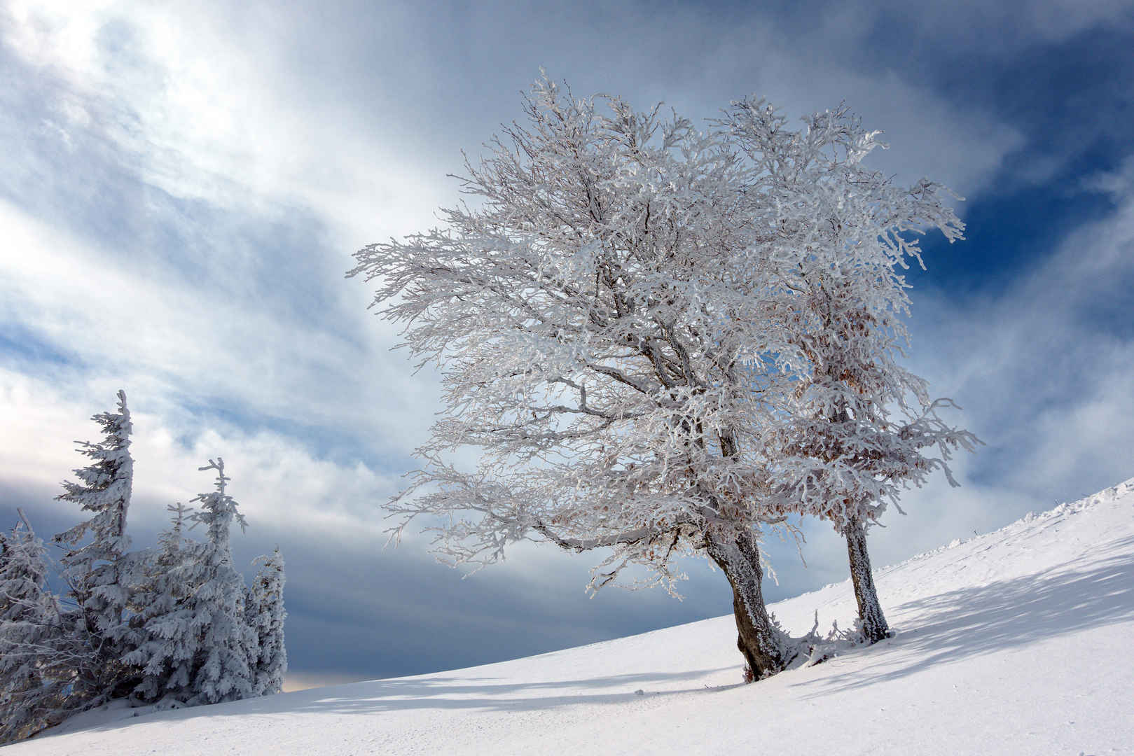雪山中孤独的树壁纸-