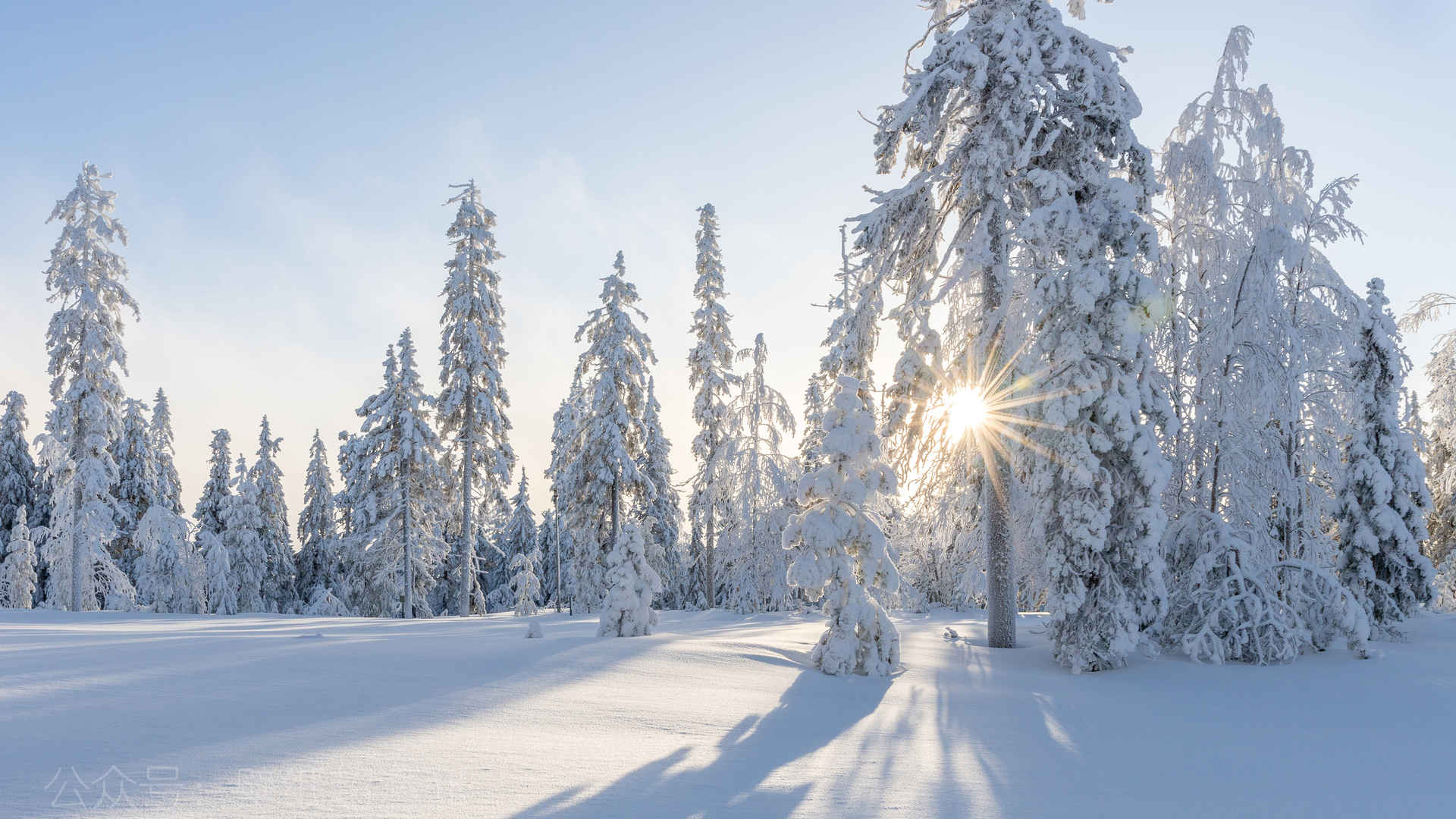 冬季 雪地 树 太阳 厚厚的雪景4k风景壁纸-