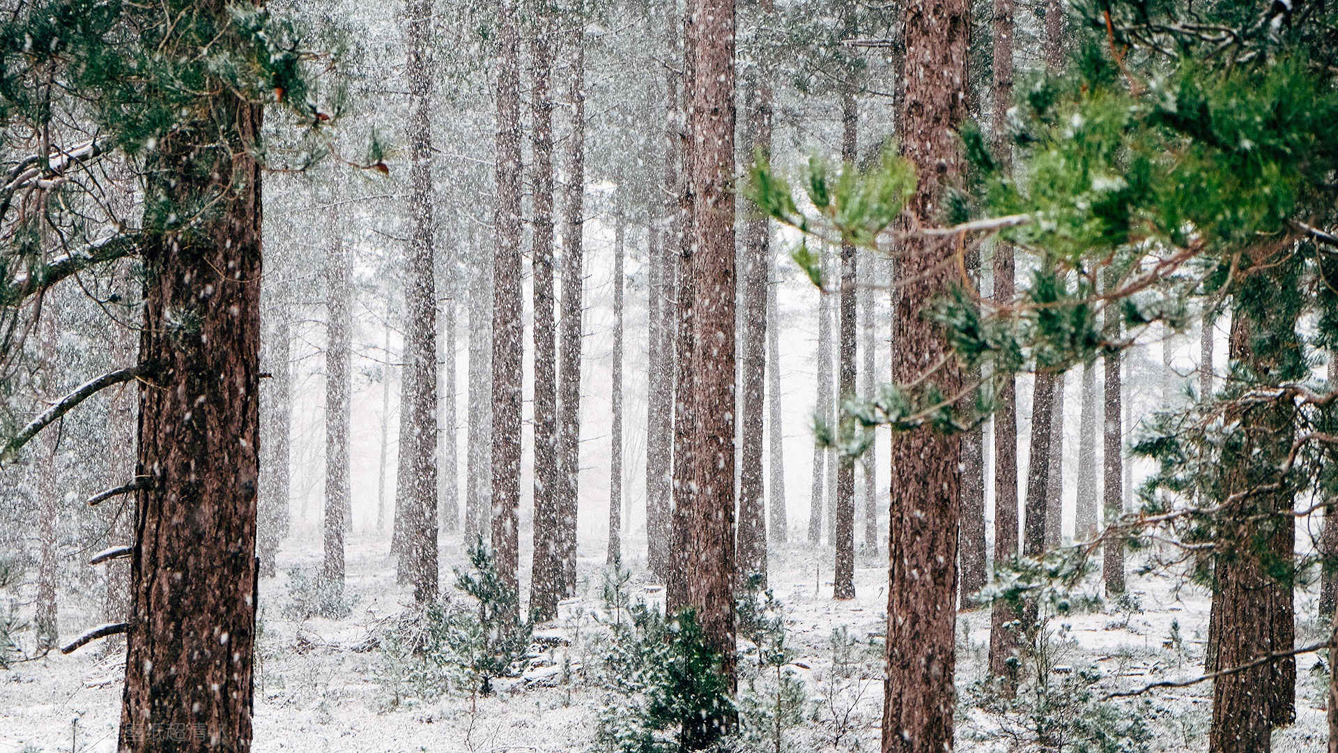 树林里大雪纷飞壁纸