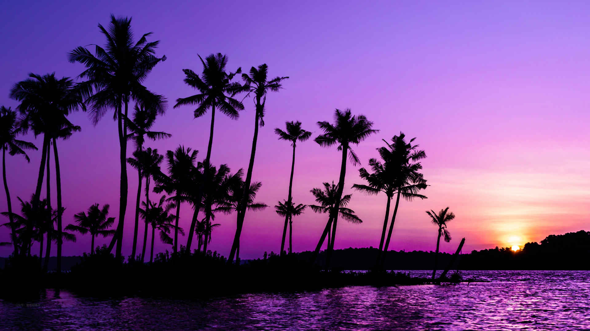 日落 紫色的天空 棕榈树 湖泊壁纸