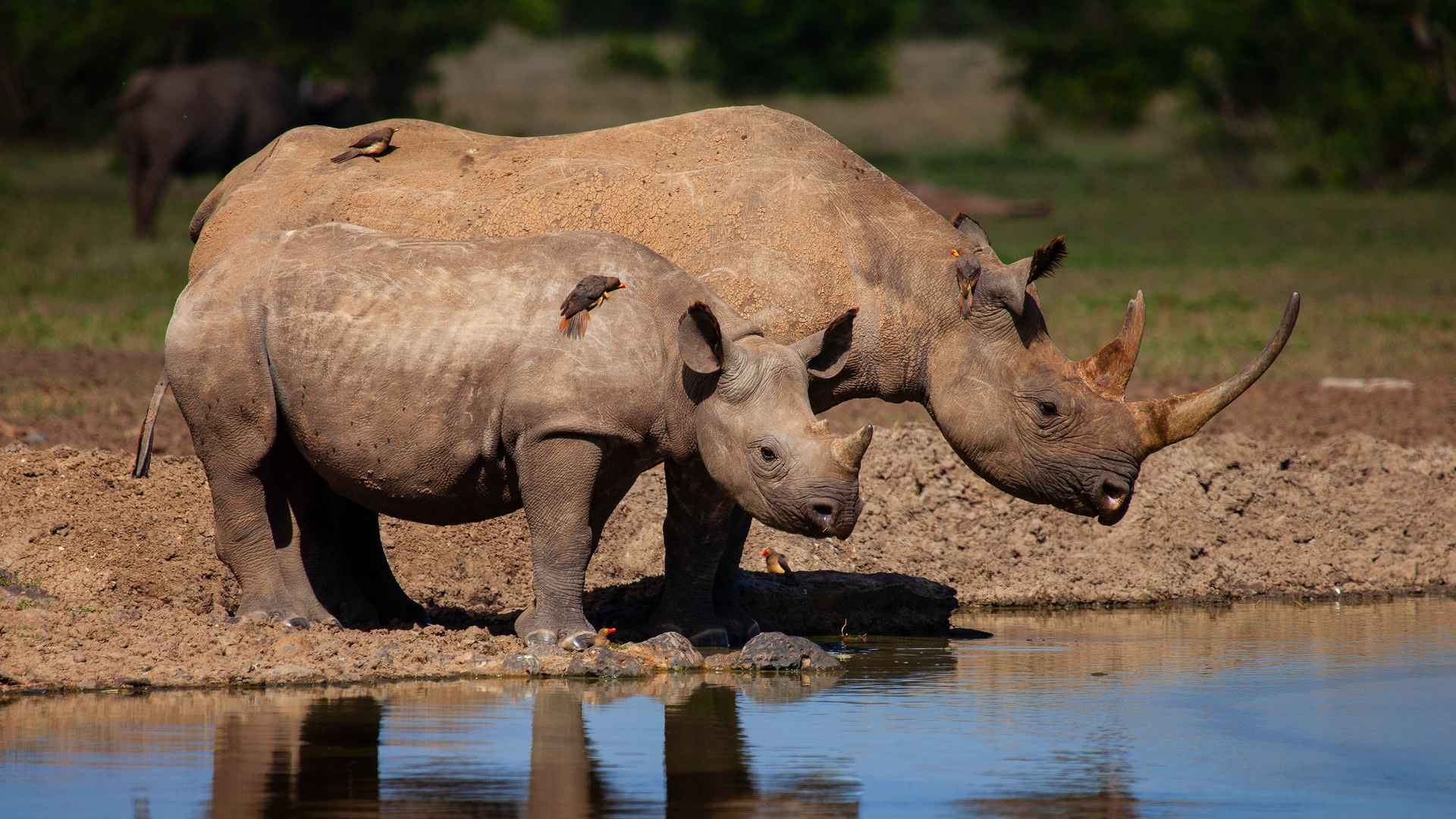 两只犀牛喝水壁纸-