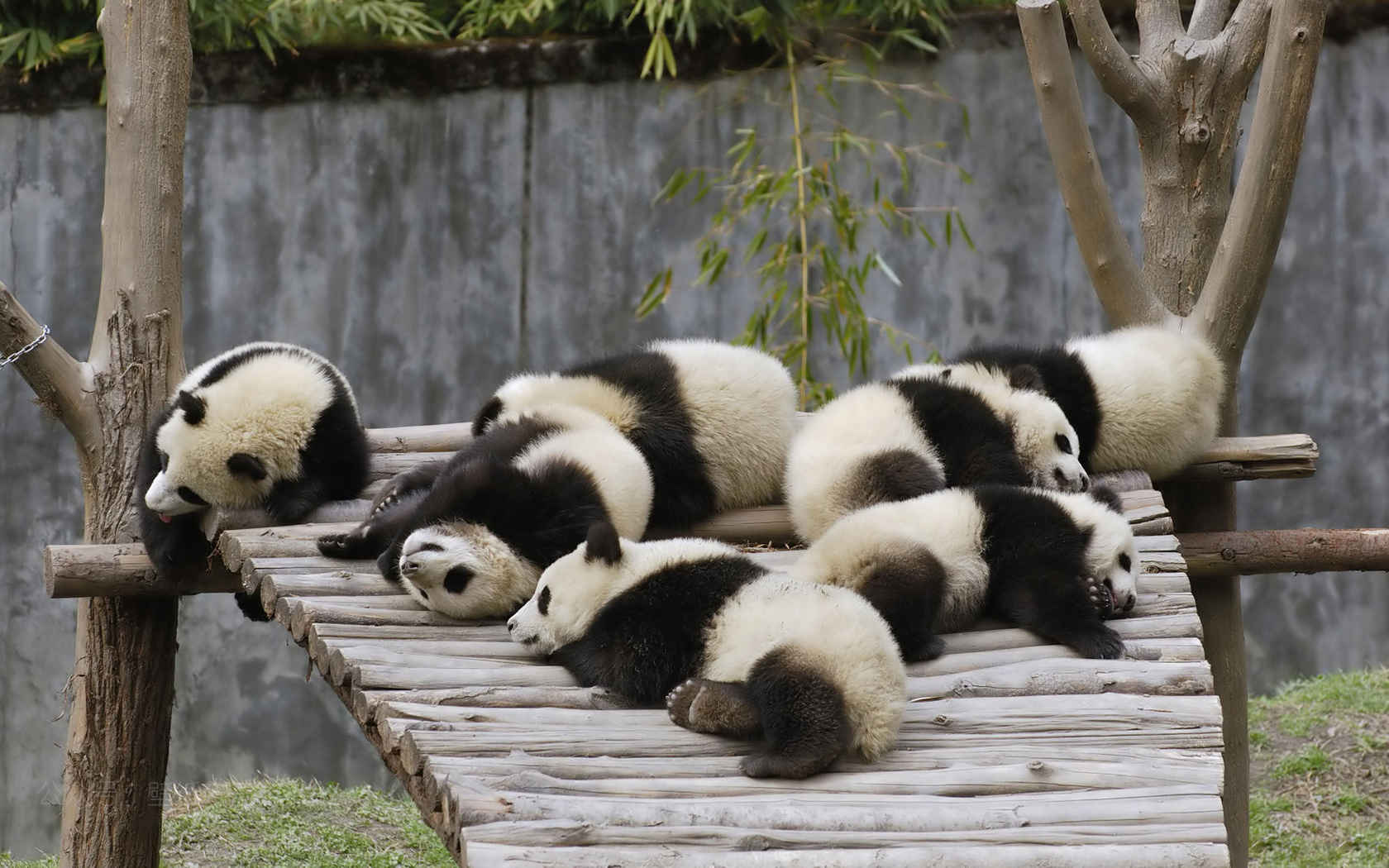 大熊猫高清图片壁纸