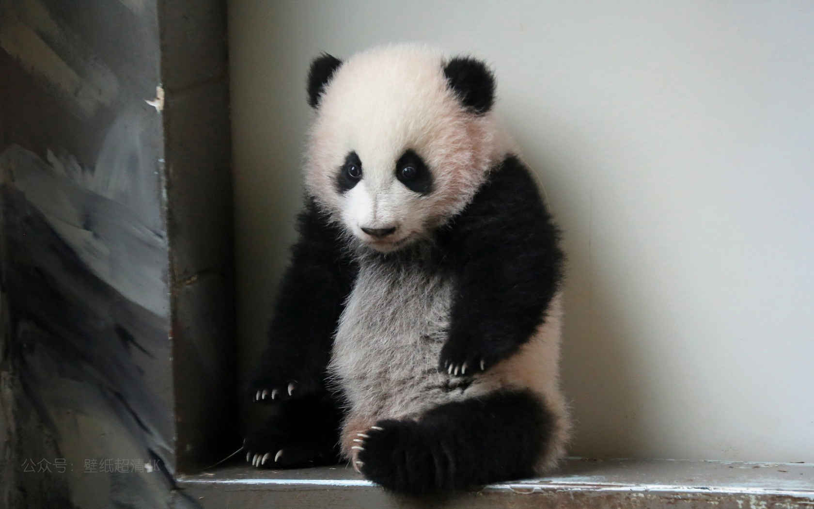 大熊猫高清图片壁纸