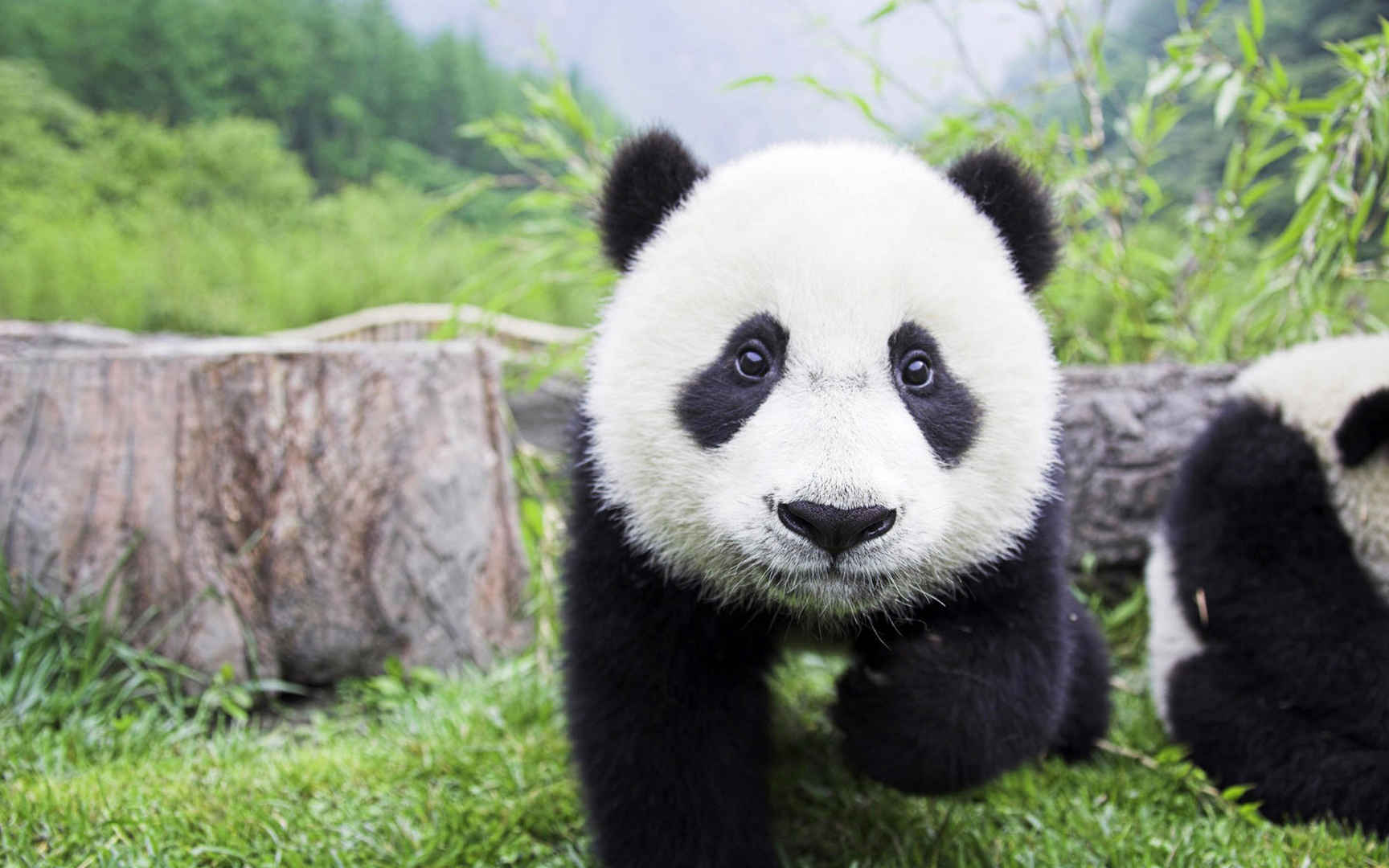 草地上可爱的大熊猫电脑壁纸图片